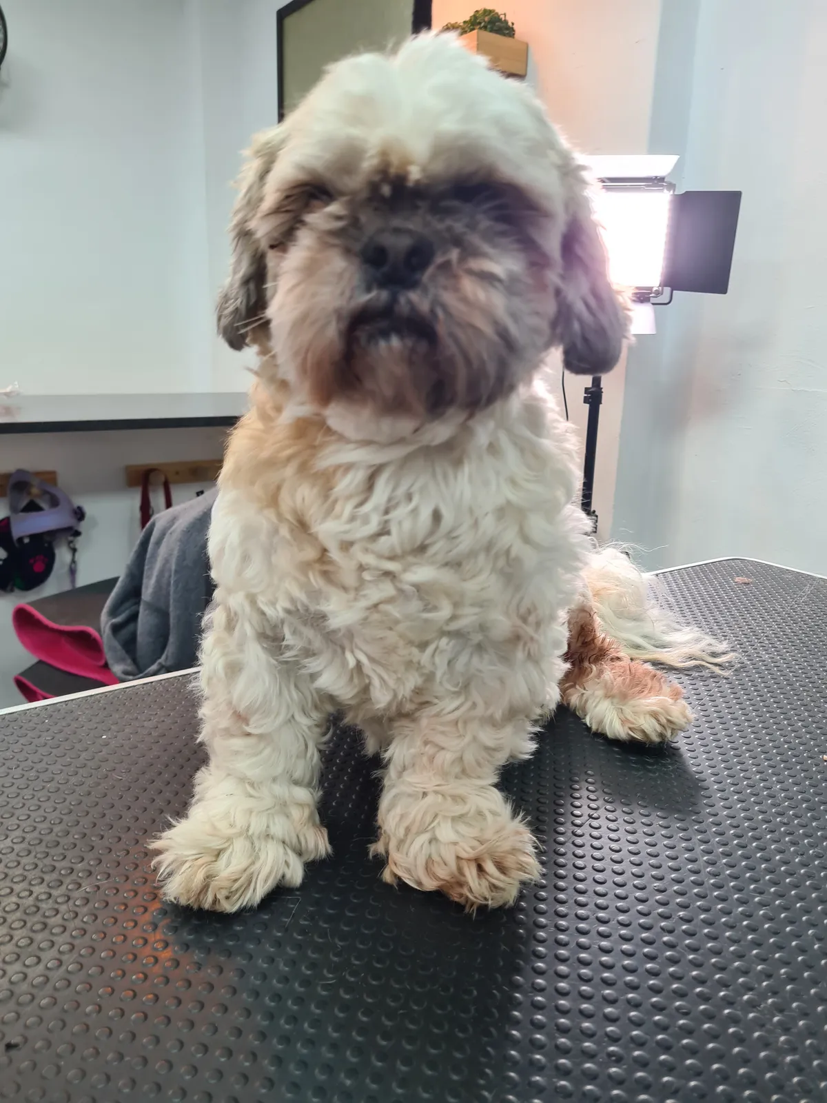 A shaggy dog with a fresh, fluffy trim standing on the grooming table