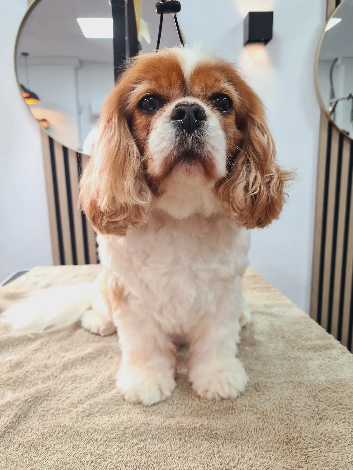 A Cavalier King Charles Spaniel sitting on the grooming table after its trim