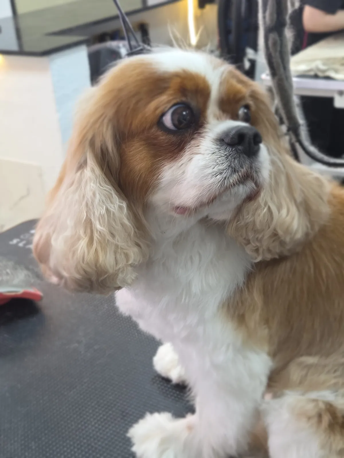 A Cavalier King Charles Spaniel with a neatly trimmed coat looking at the camera