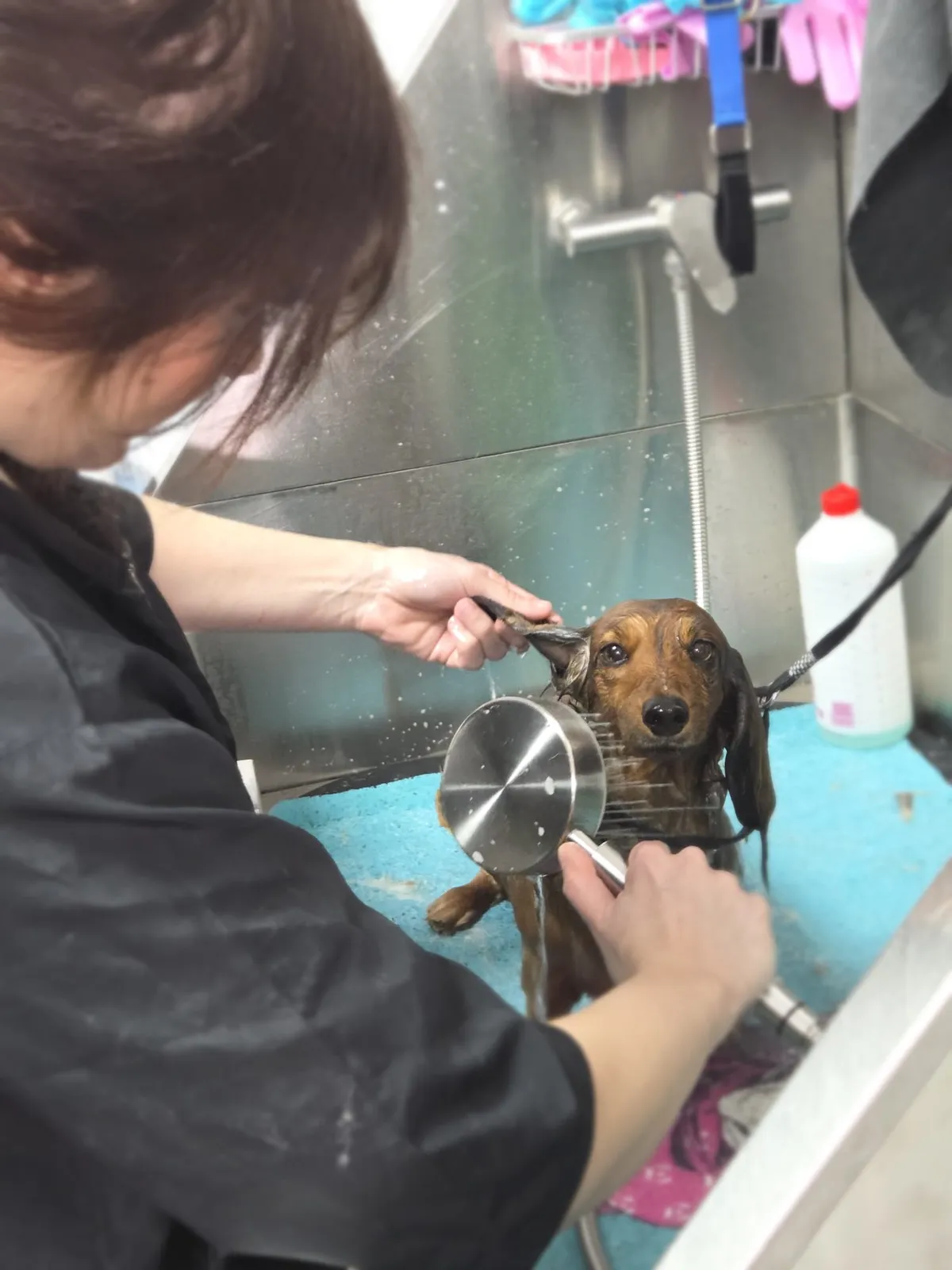A groomer rinses a dachshund in the grooming tub