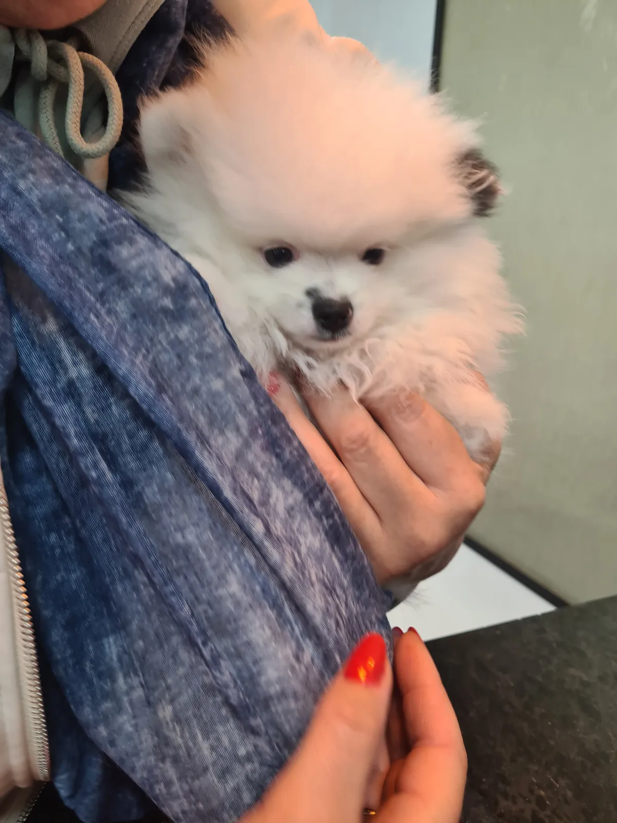 A fluffy white Pomeranian puppy held gently after its trim