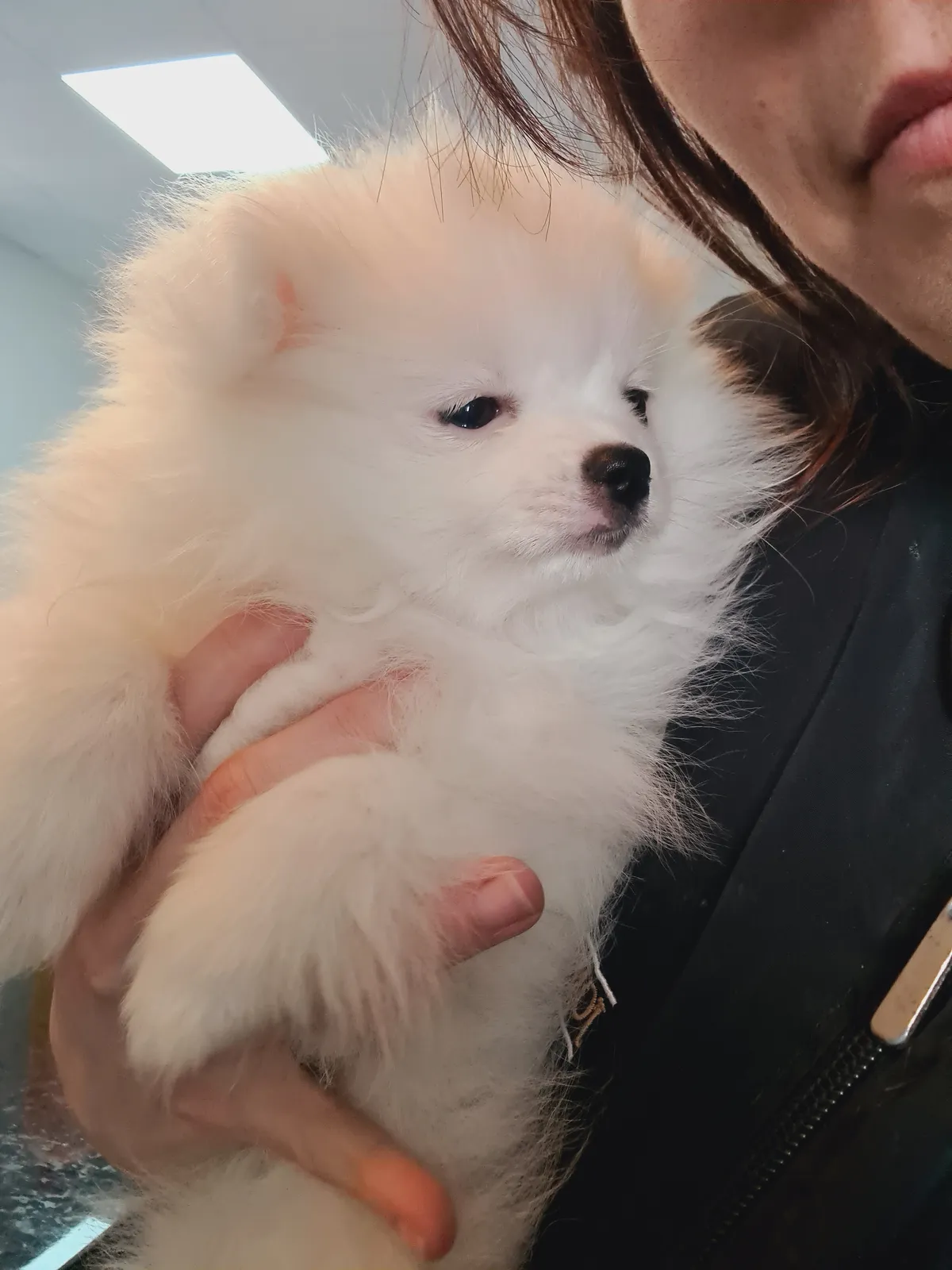 A fluffy white Pomeranian puppy wrapped up after its bath