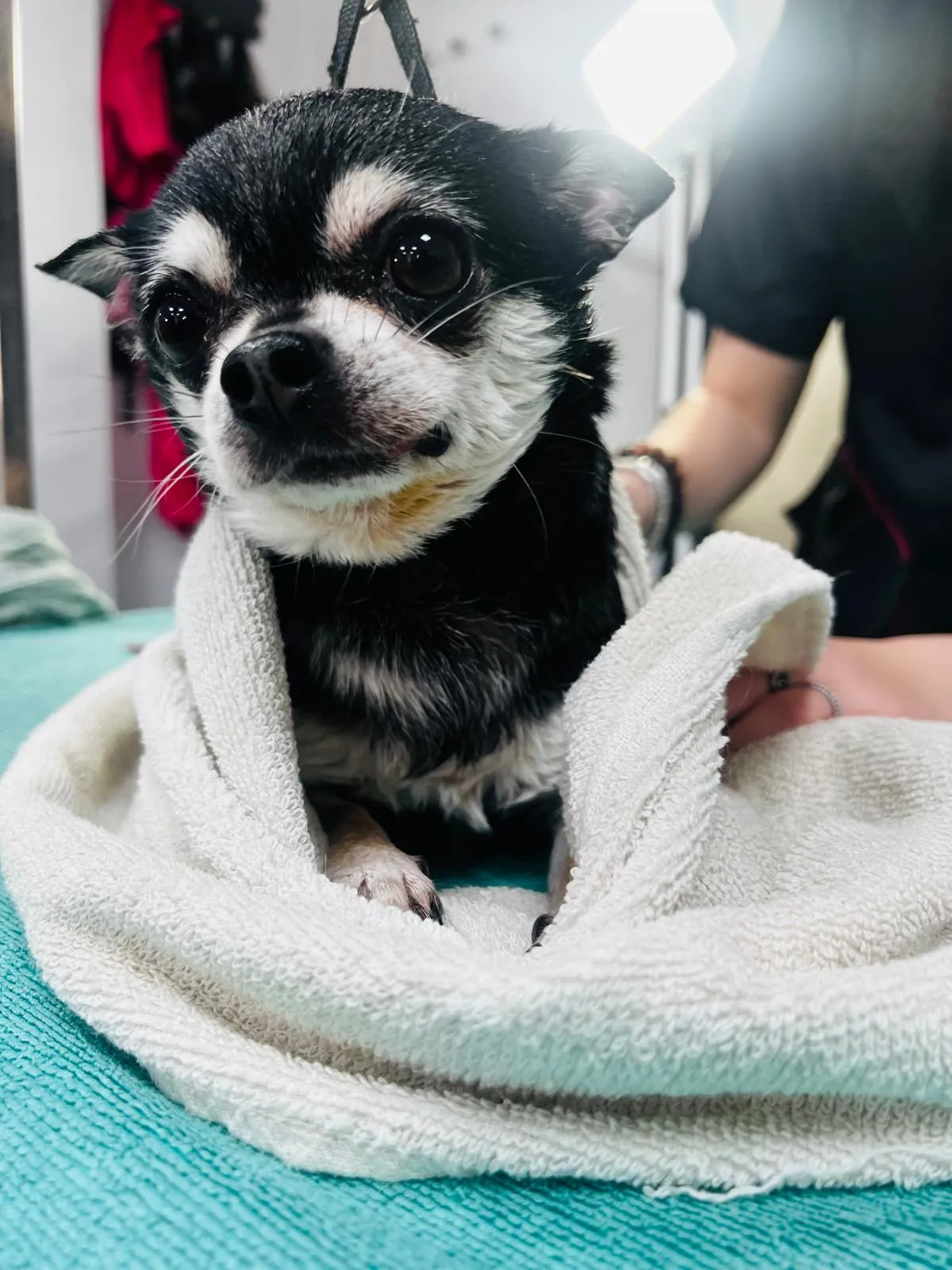 A small black and white Chihuahua wrapped in a towel after its bath