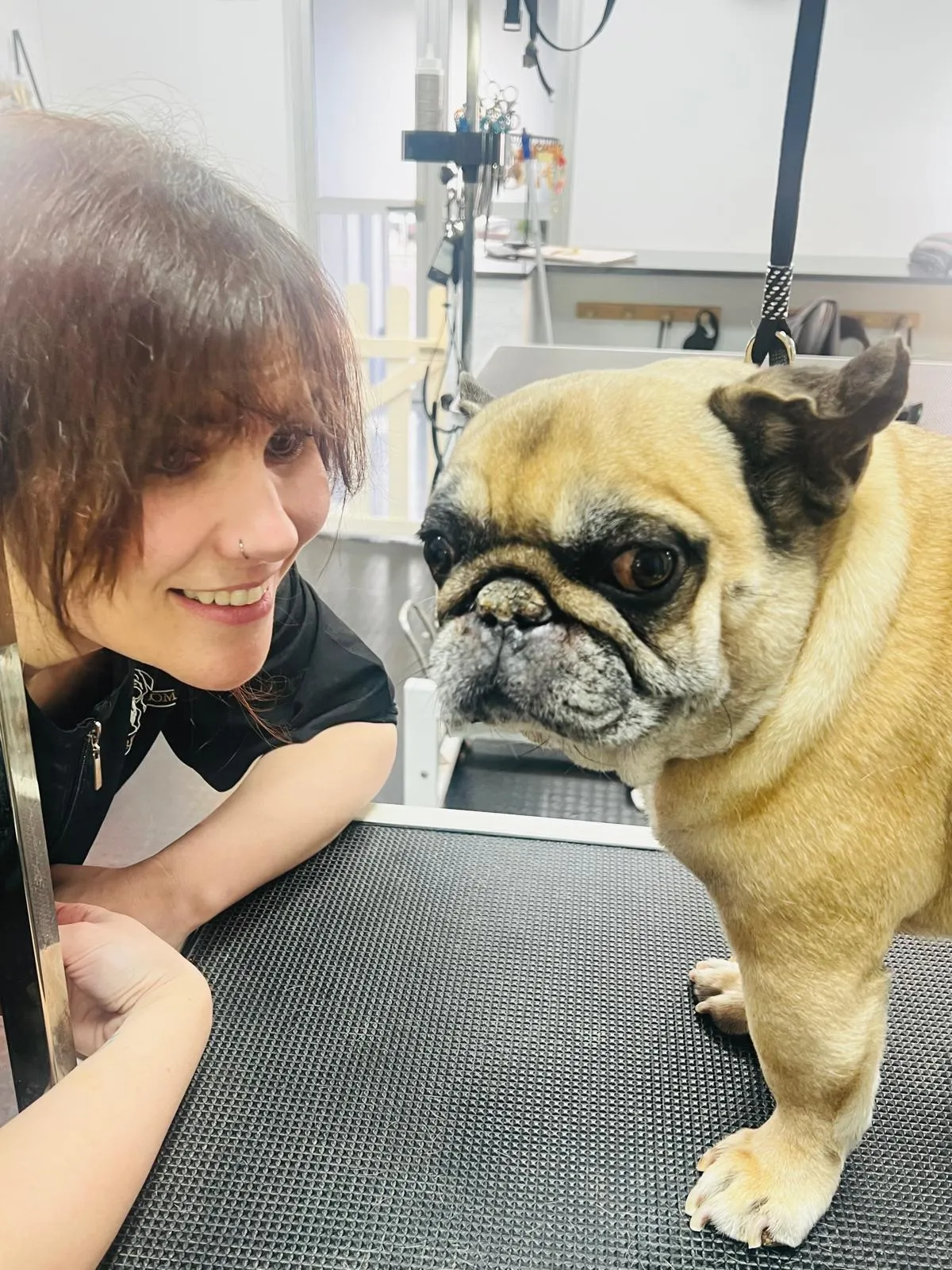 A groomer sits beside a fawn Pug during a grooming session