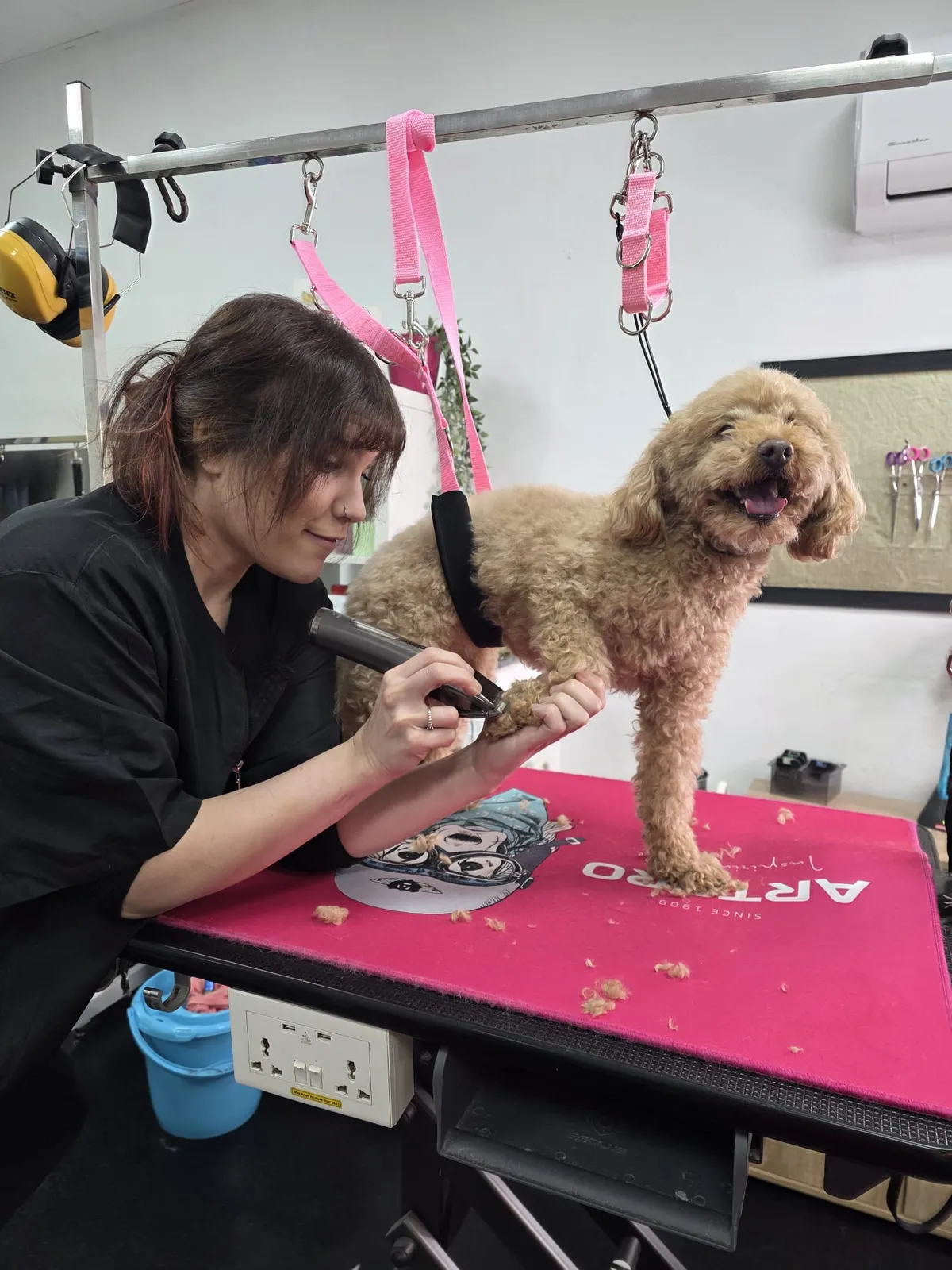 A groomer trims a small dog's nails on the grooming table