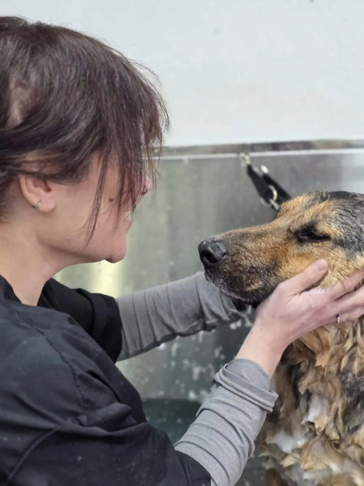 A groomer washes a shaggy terrier in the grooming sink