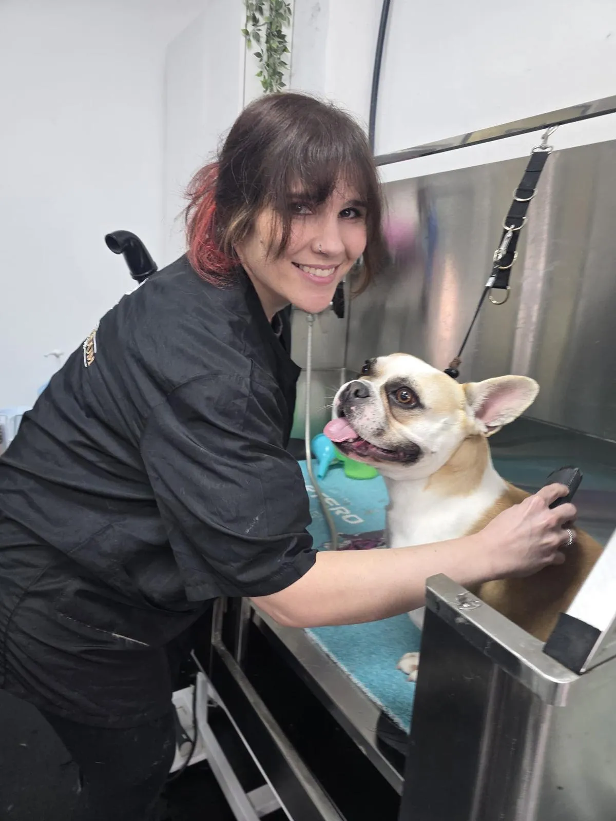 A groomer bathes a French Bulldog in the grooming tub