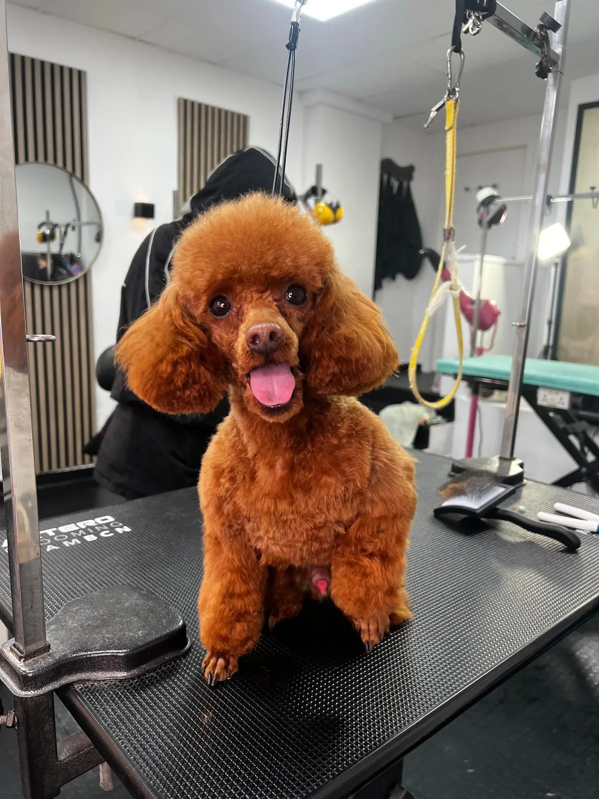 An apricot poodle standing proudly after a full groom