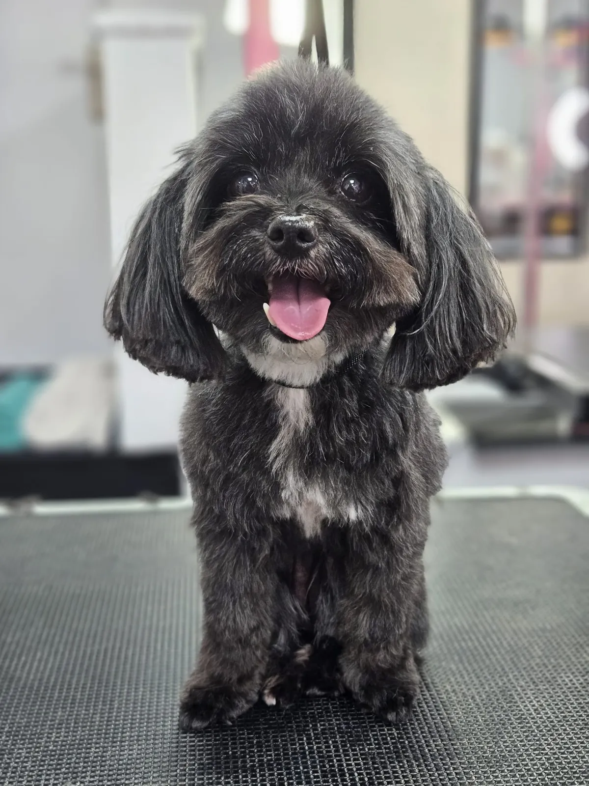A grey shaggy dog with its tongue out after grooming