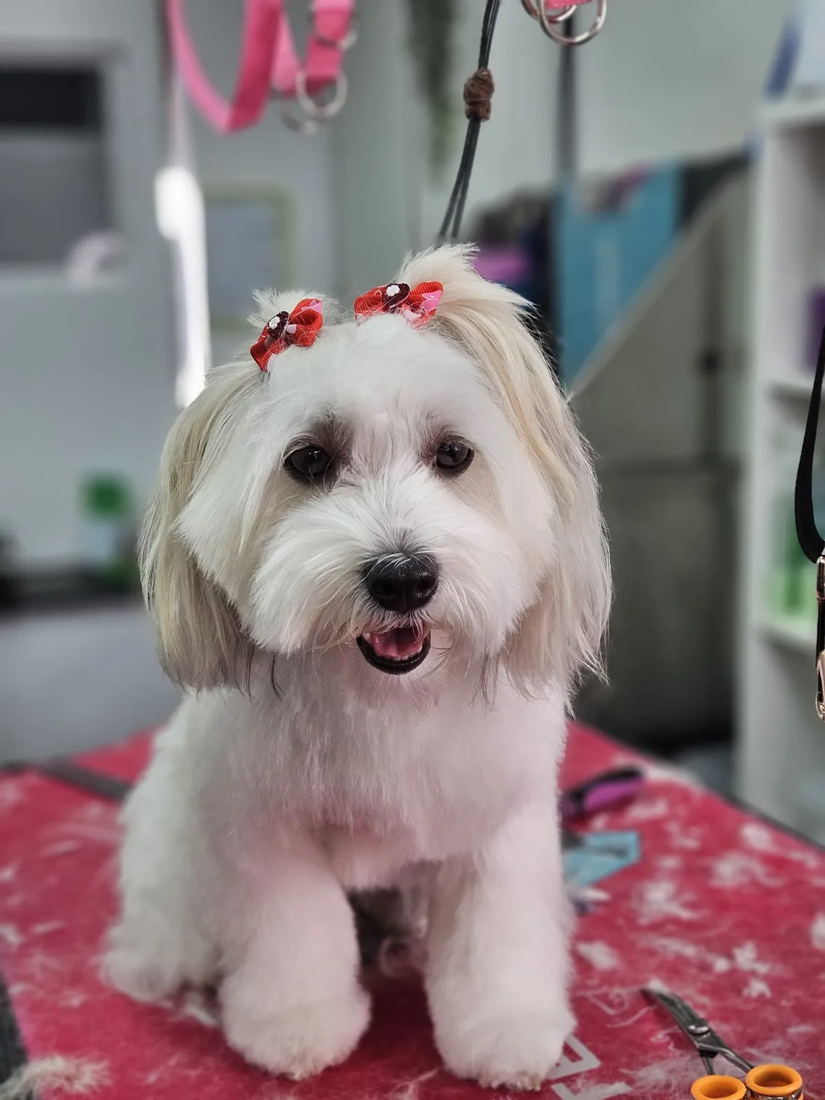 A fluffy white dog with a red bow after grooming