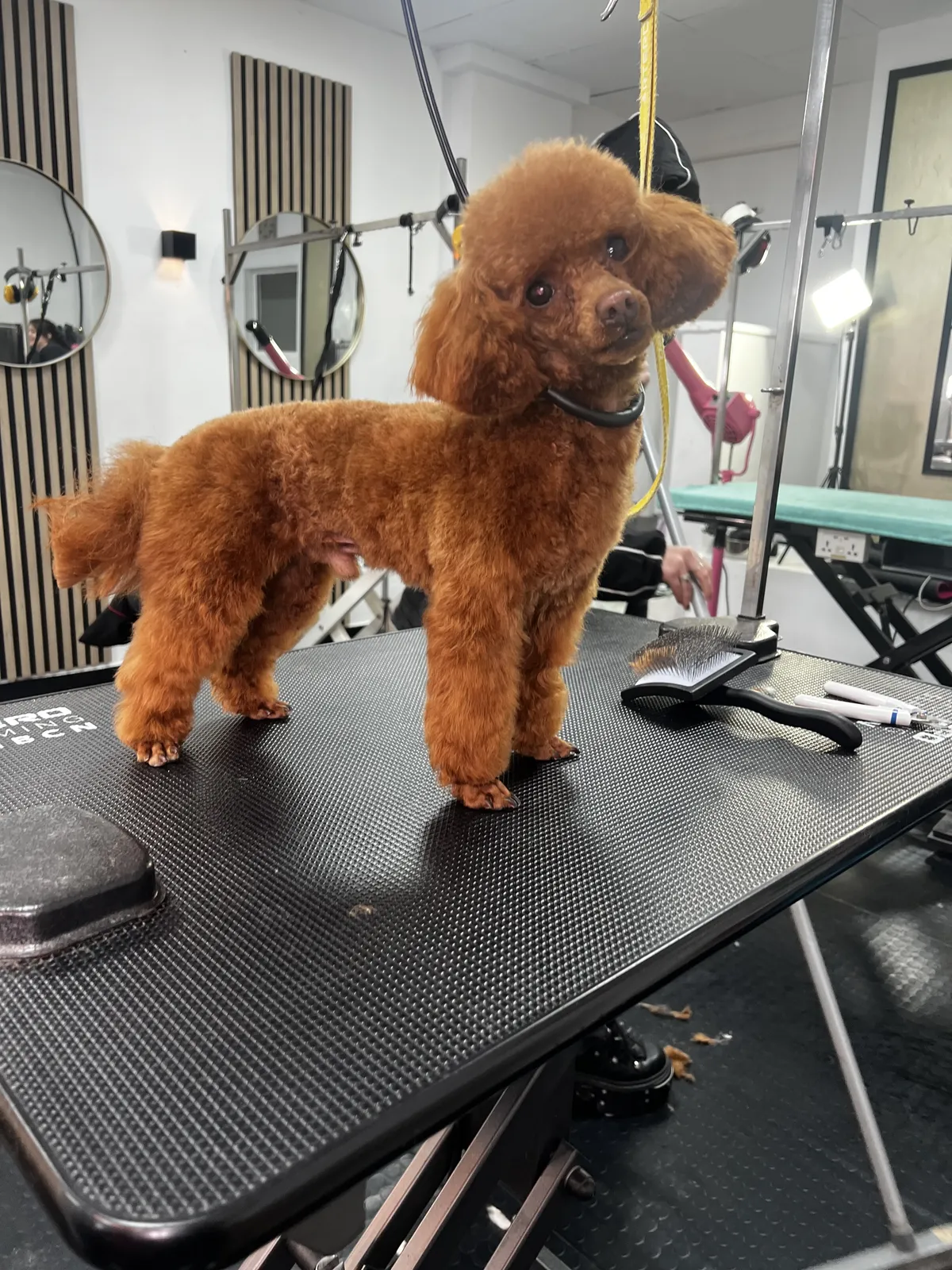 A neatly trimmed red poodle standing on the grooming table