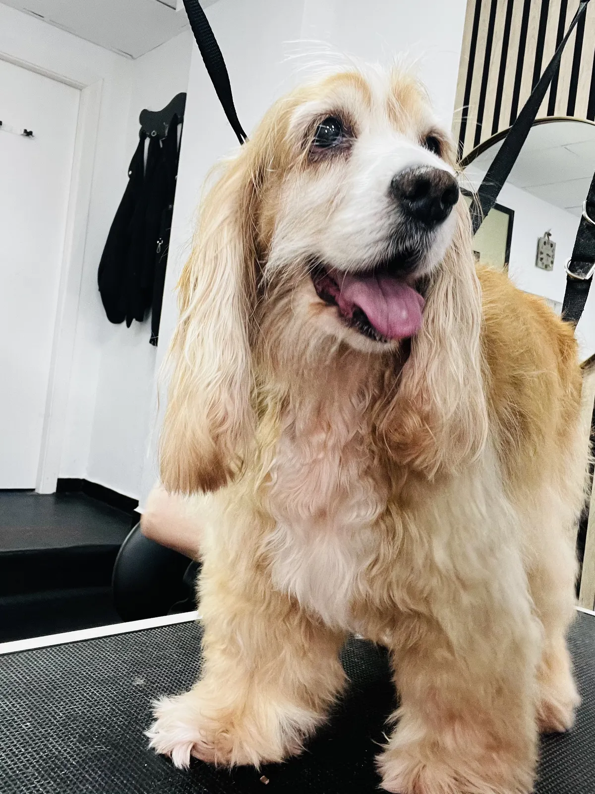 A Cocker Spaniel with a shiny tan coat standing tall, tongue out