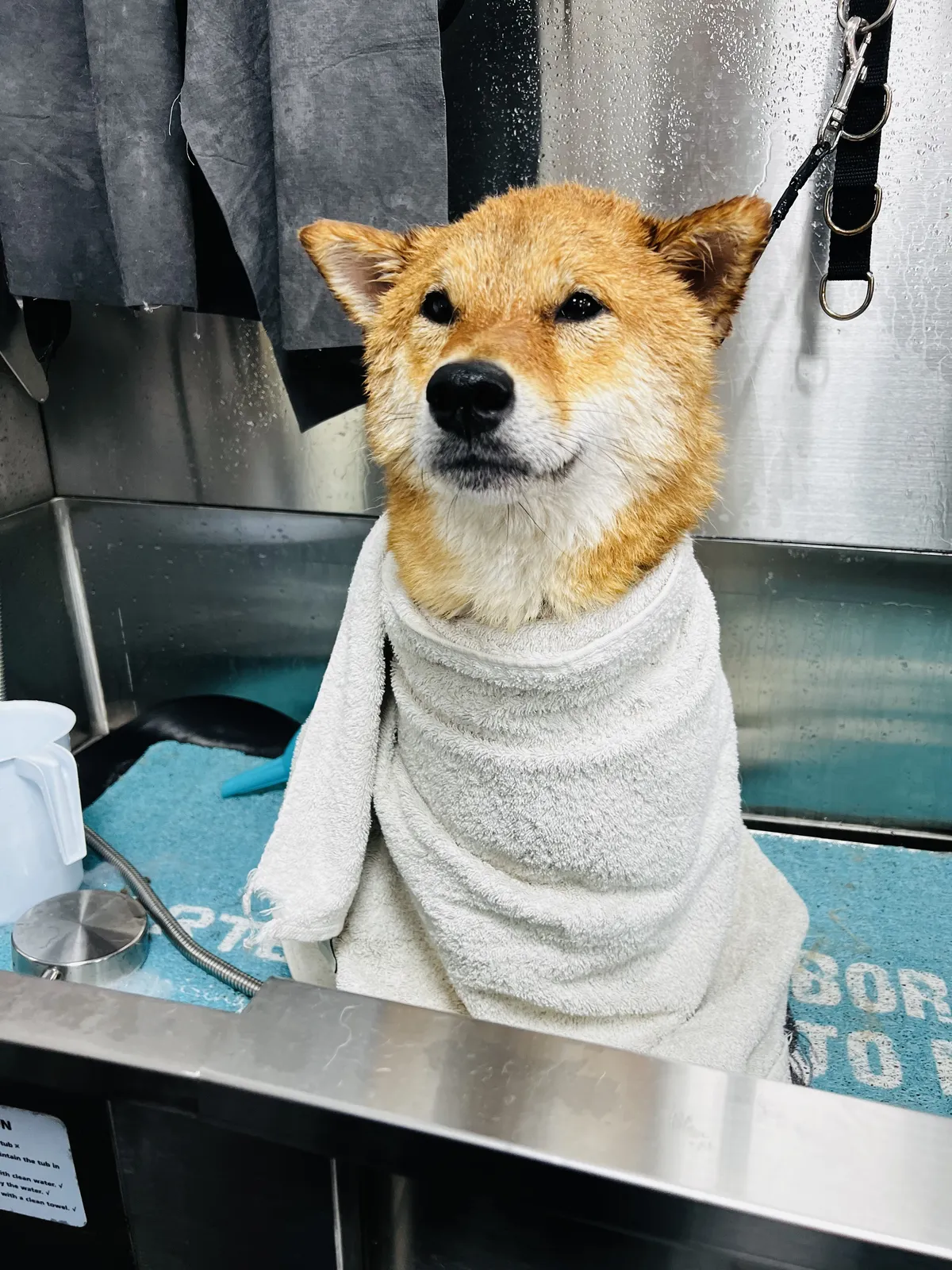 A Shiba Inu wrapped in a towel after its bath