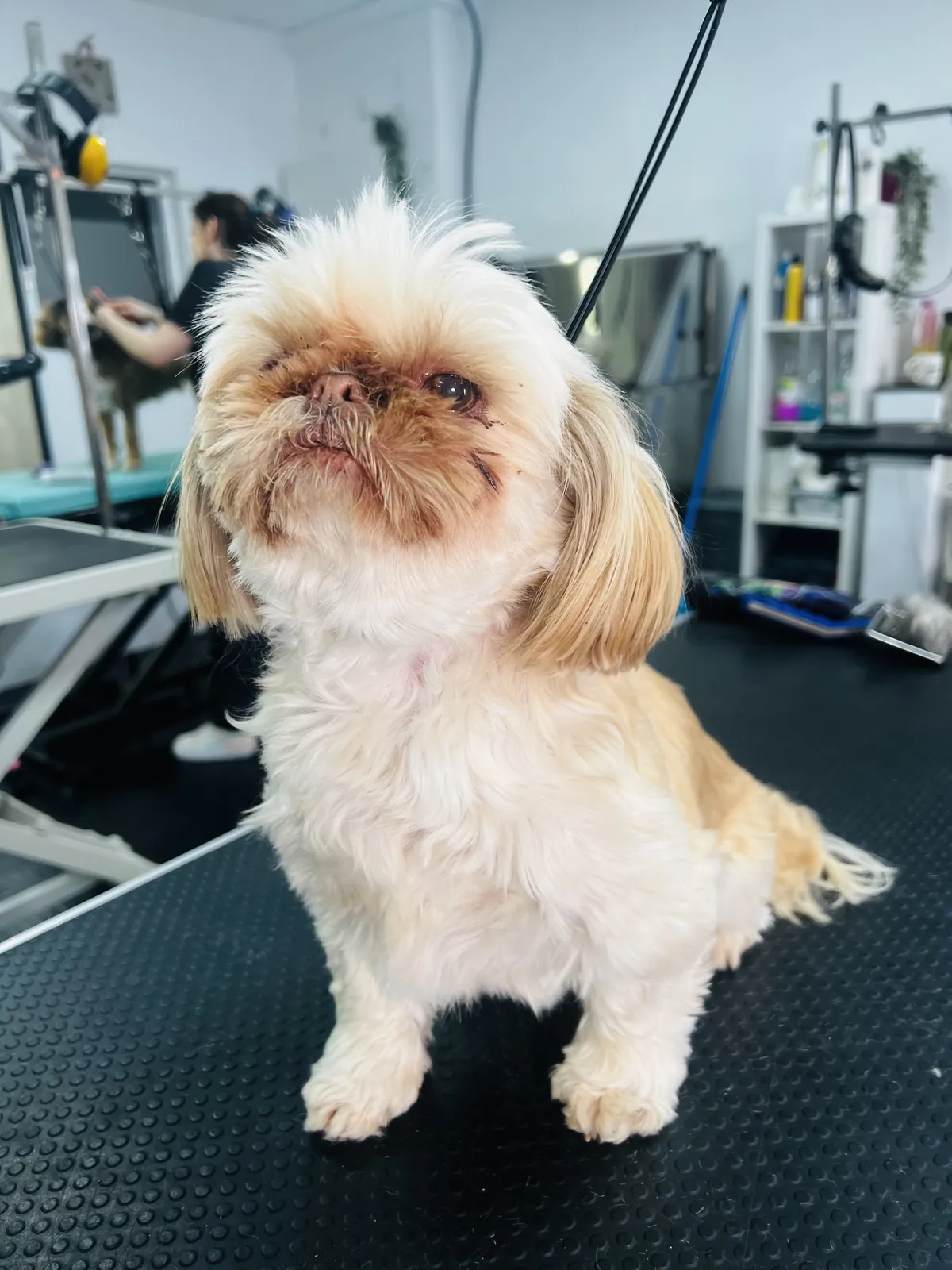 A fluffy tan and white dog standing proudly after grooming