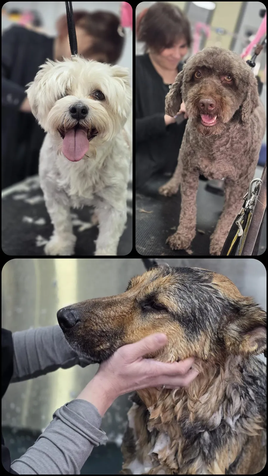 A collage of three happy dogs after their grooming session