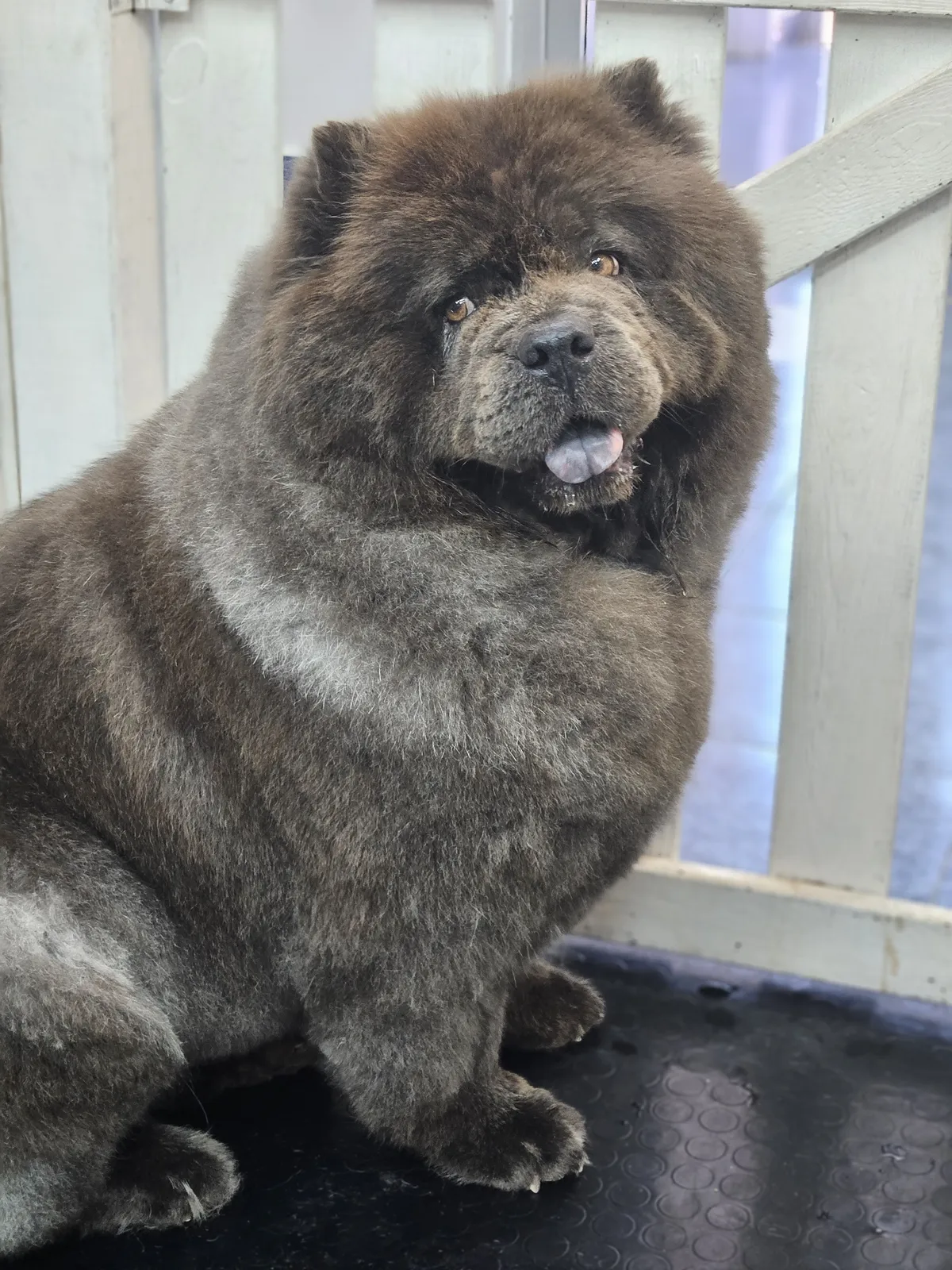 A big fluffy Chow Chow standing on the deck, tongue out