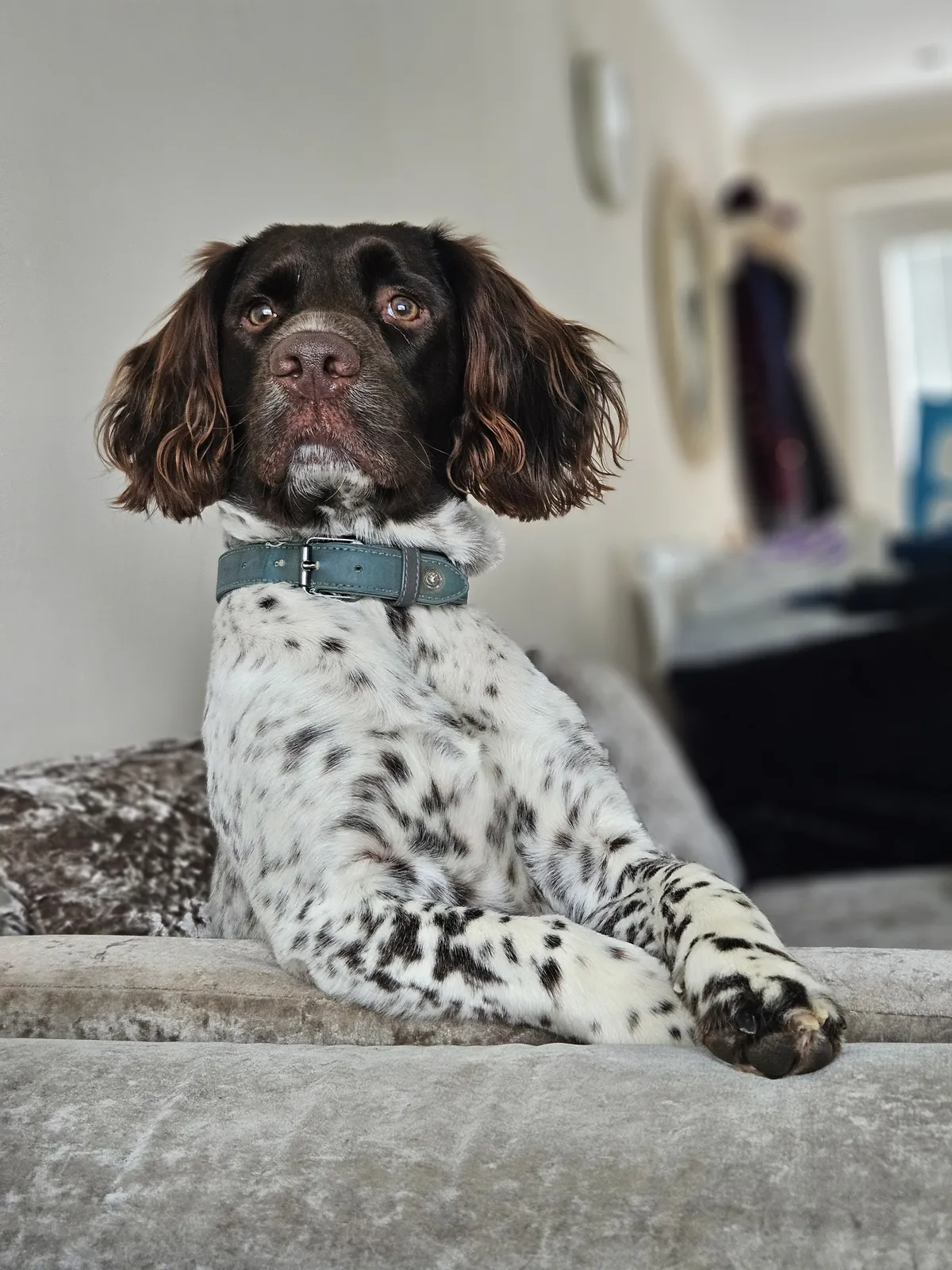 A spotted spaniel lying comfortably on the sofa
