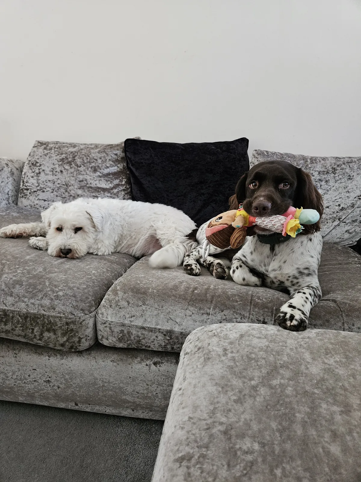 A spotted spaniel and a small fluffy dog relaxing together on the sofa