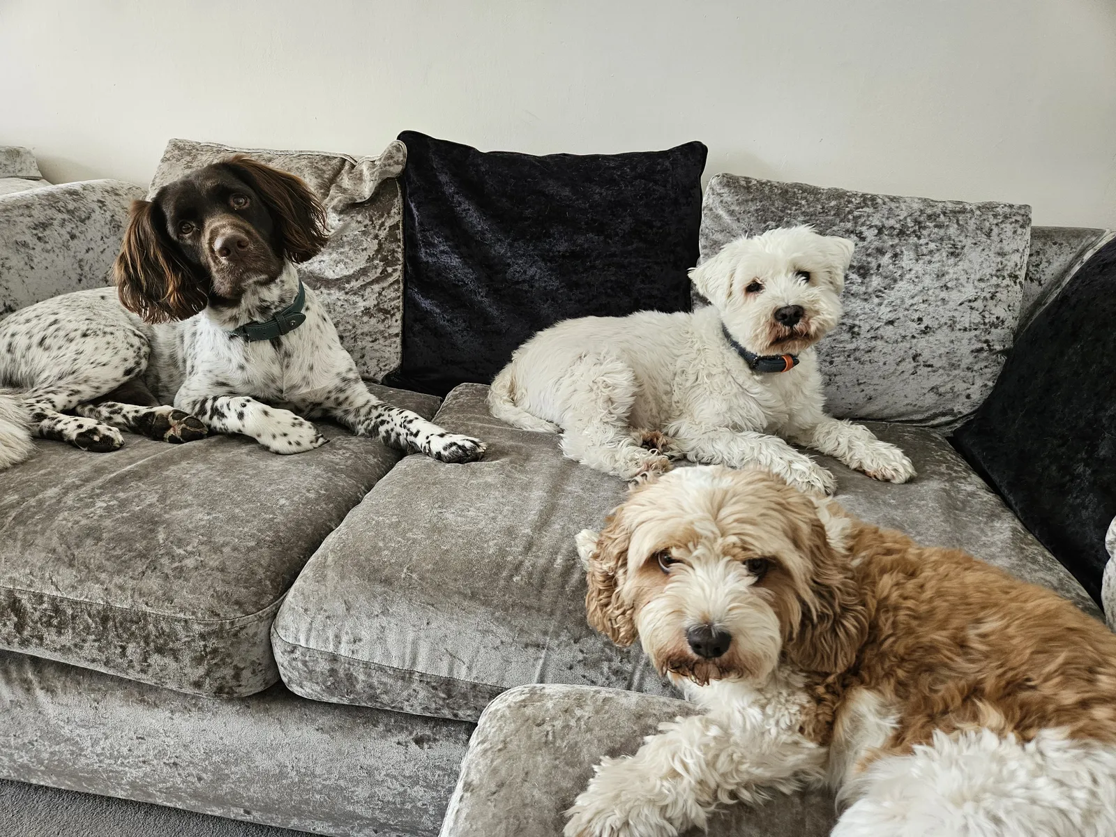 Three dogs lying together on the sofa during daycare