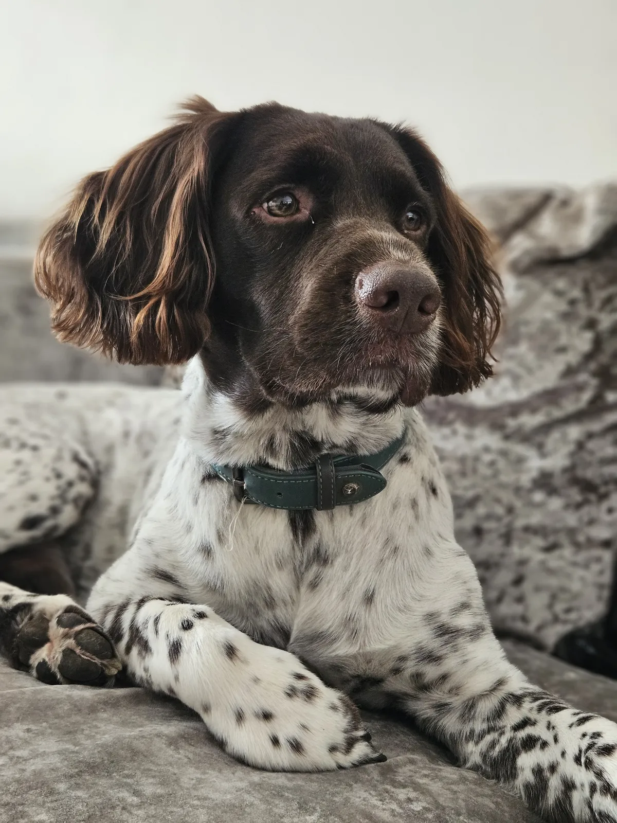 A spotted spaniel resting on the sofa, close up