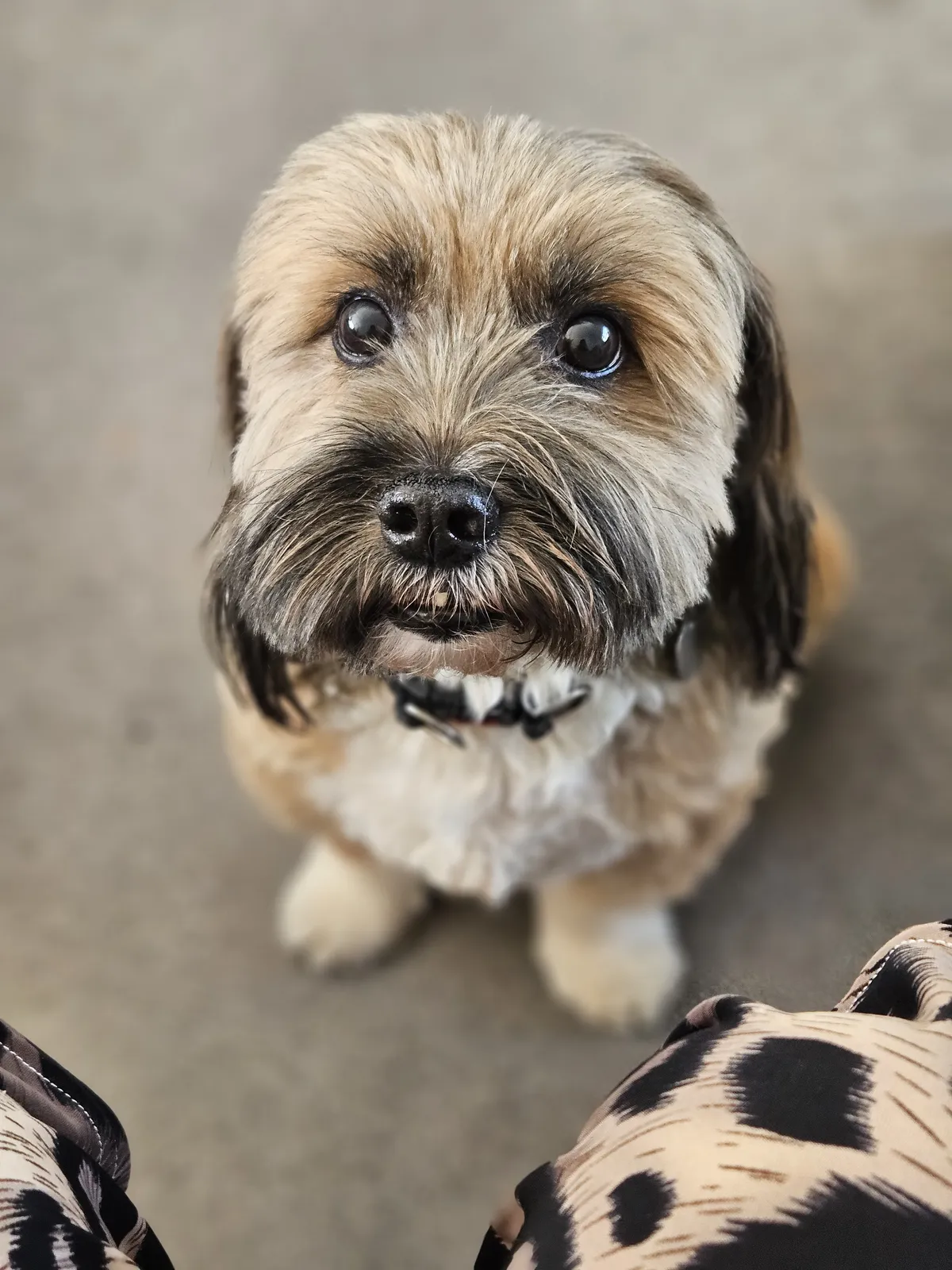 A wiry-haired terrier mix looking up with bright eyes