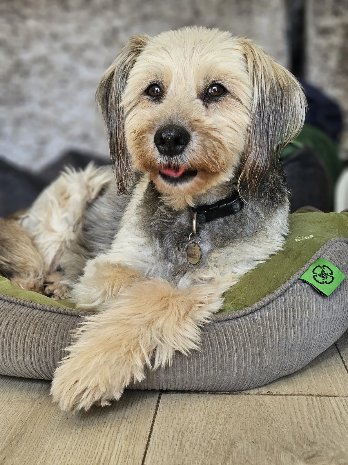 A shaggy terrier mix relaxing on its dog bed