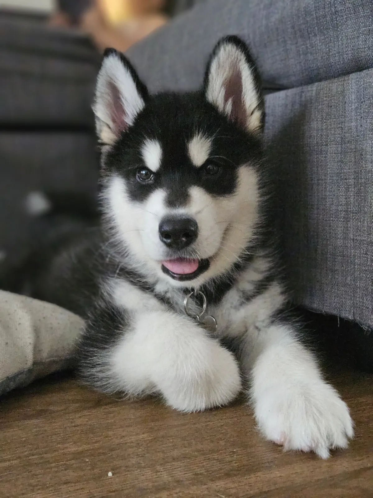 A Husky puppy lying on the sofa