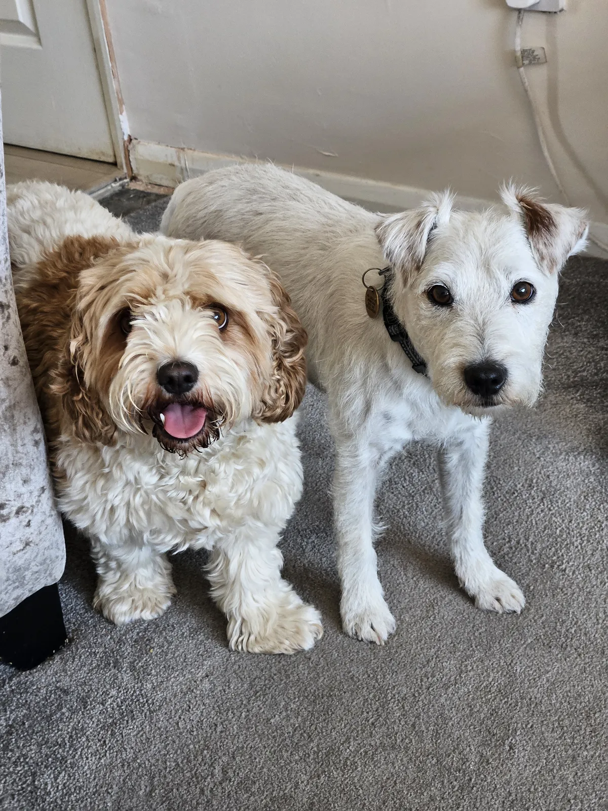 Two small dogs sitting side by side during daycare