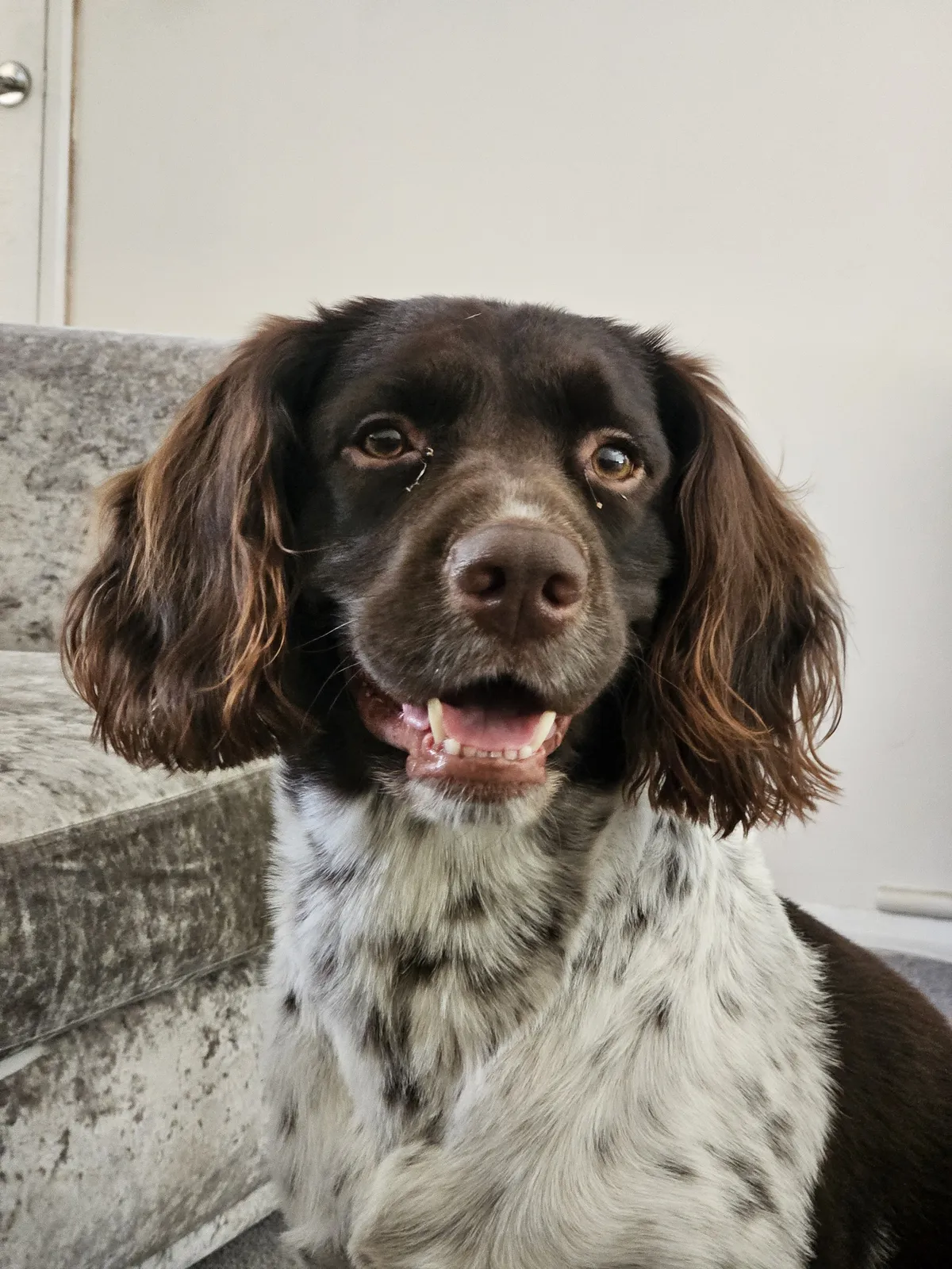 A spotted spaniel sitting happily, mouth open
