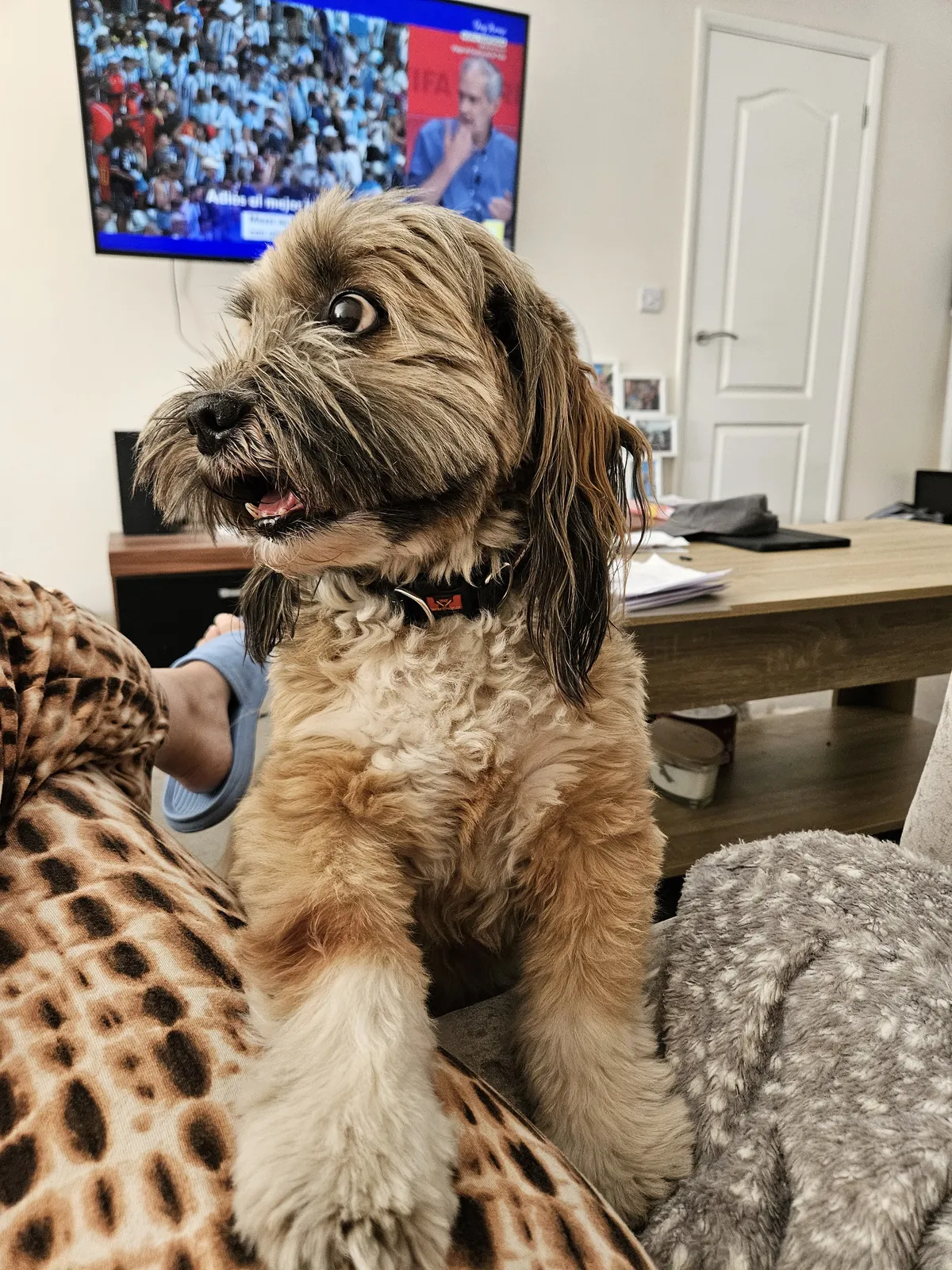 A shaggy cockapoo standing indoors during a stay