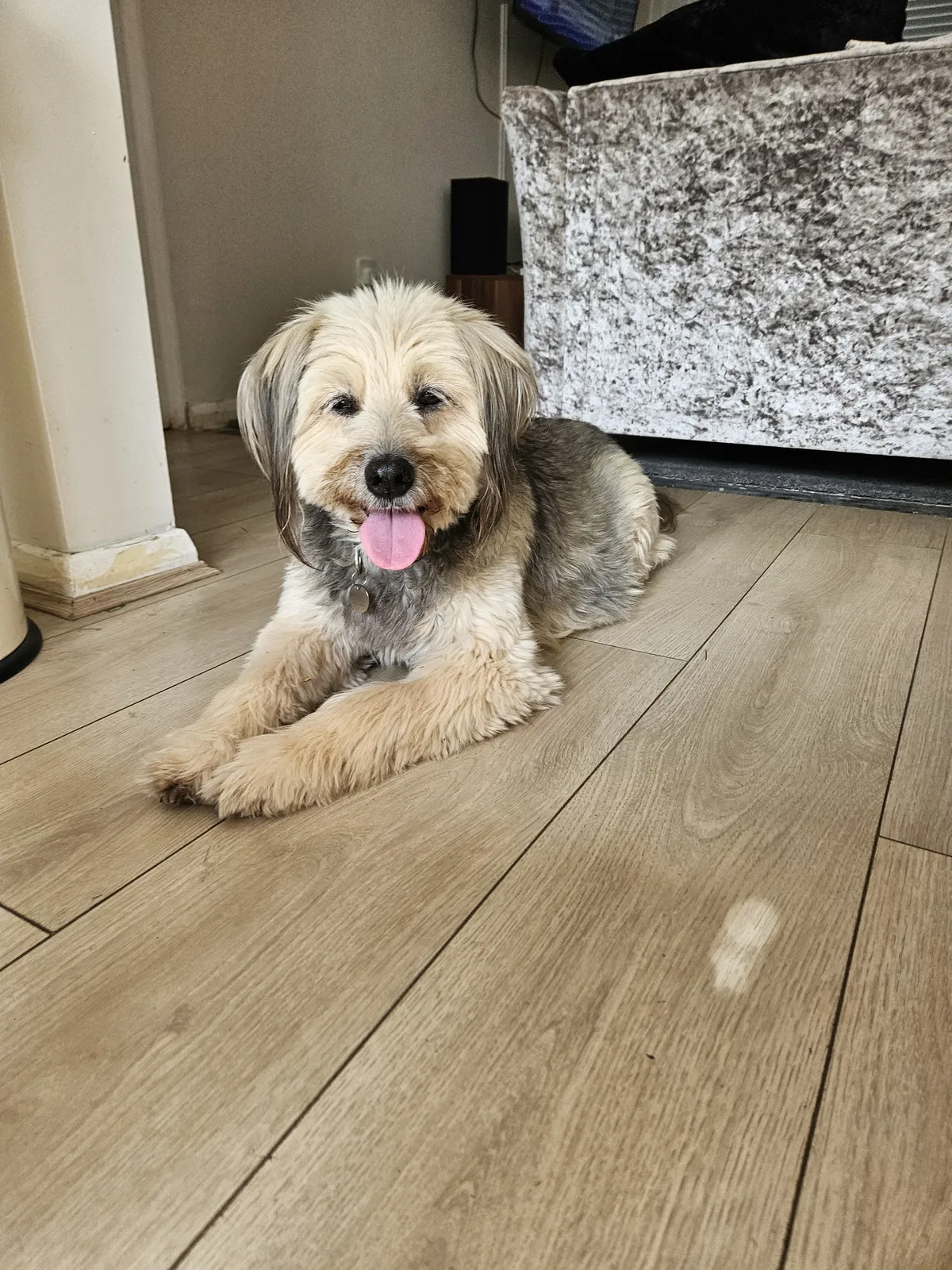 A shaggy terrier mix lying on the floor, happy and relaxed