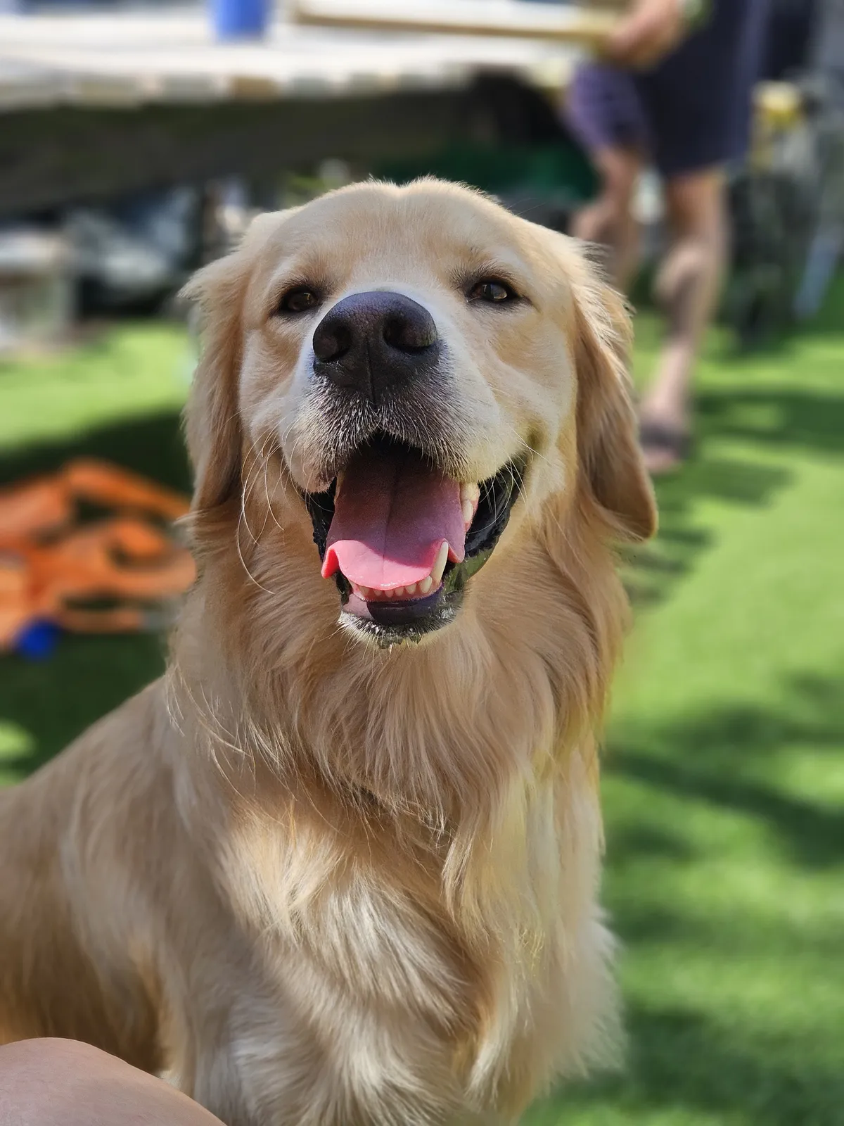 A happy Golden Retriever sitting outside, tongue out