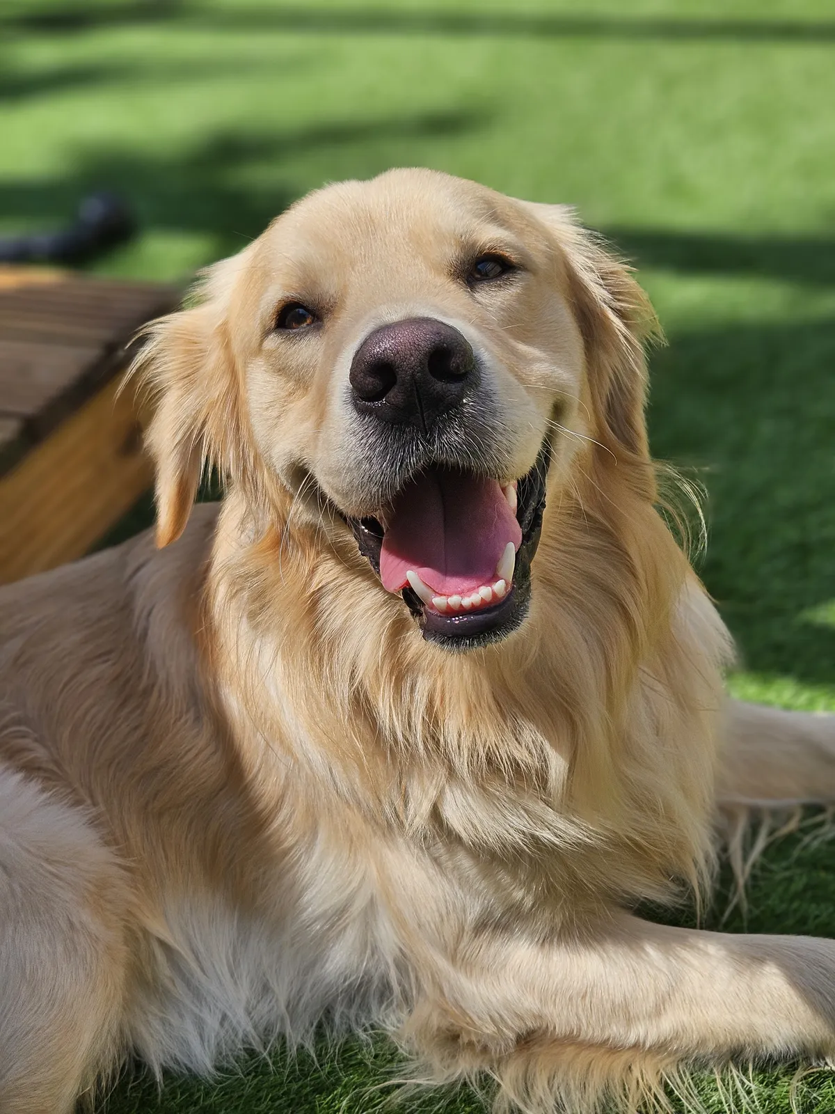 A Golden Retriever lying on the grass, smiling
