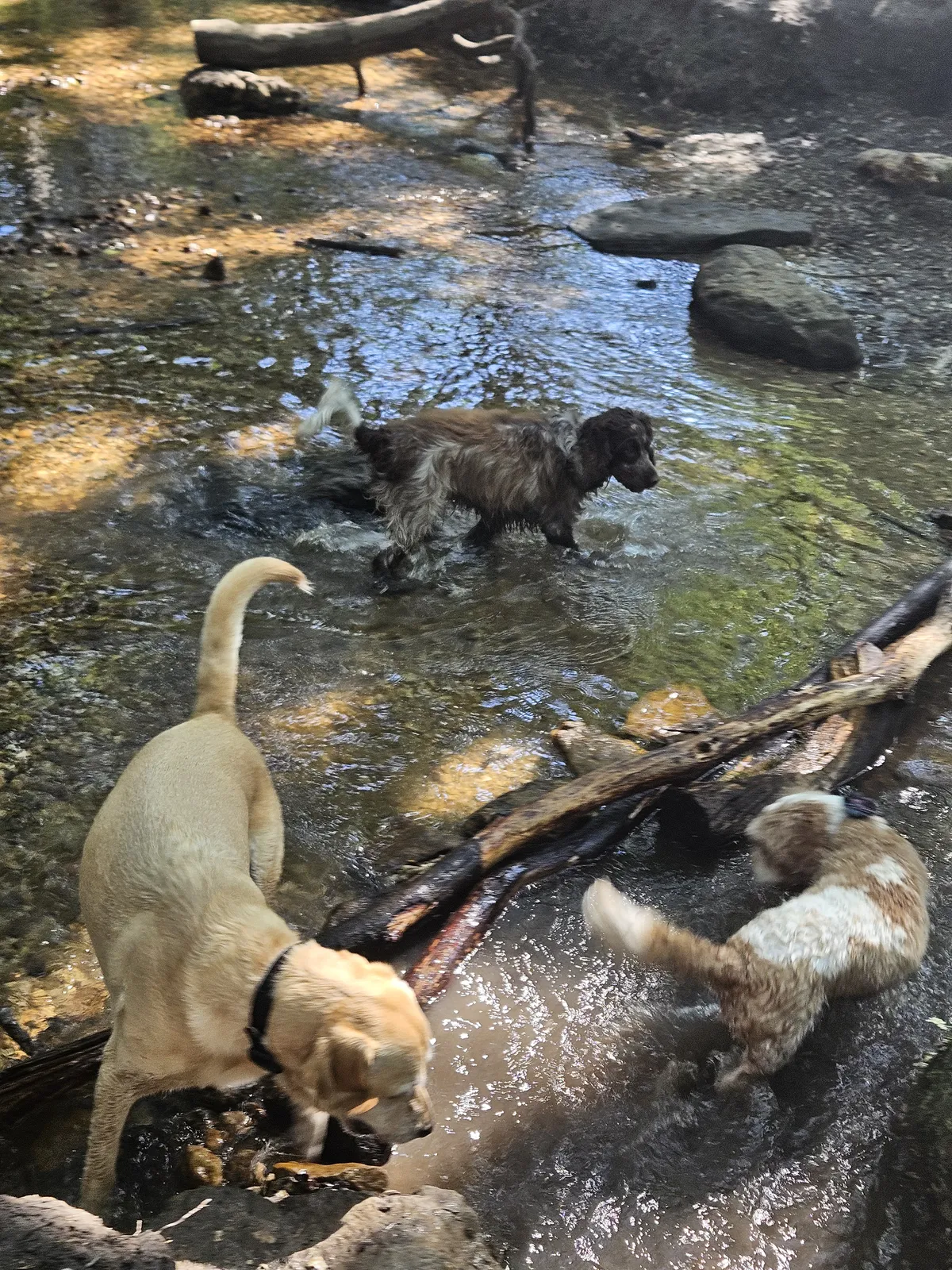 Two dogs playing and splashing in a stream