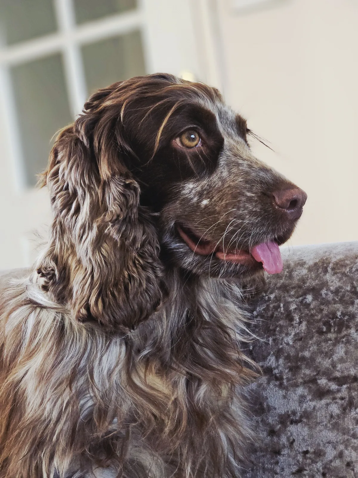 A spotted Cocker Spaniel sitting on the carpet, tongue out
