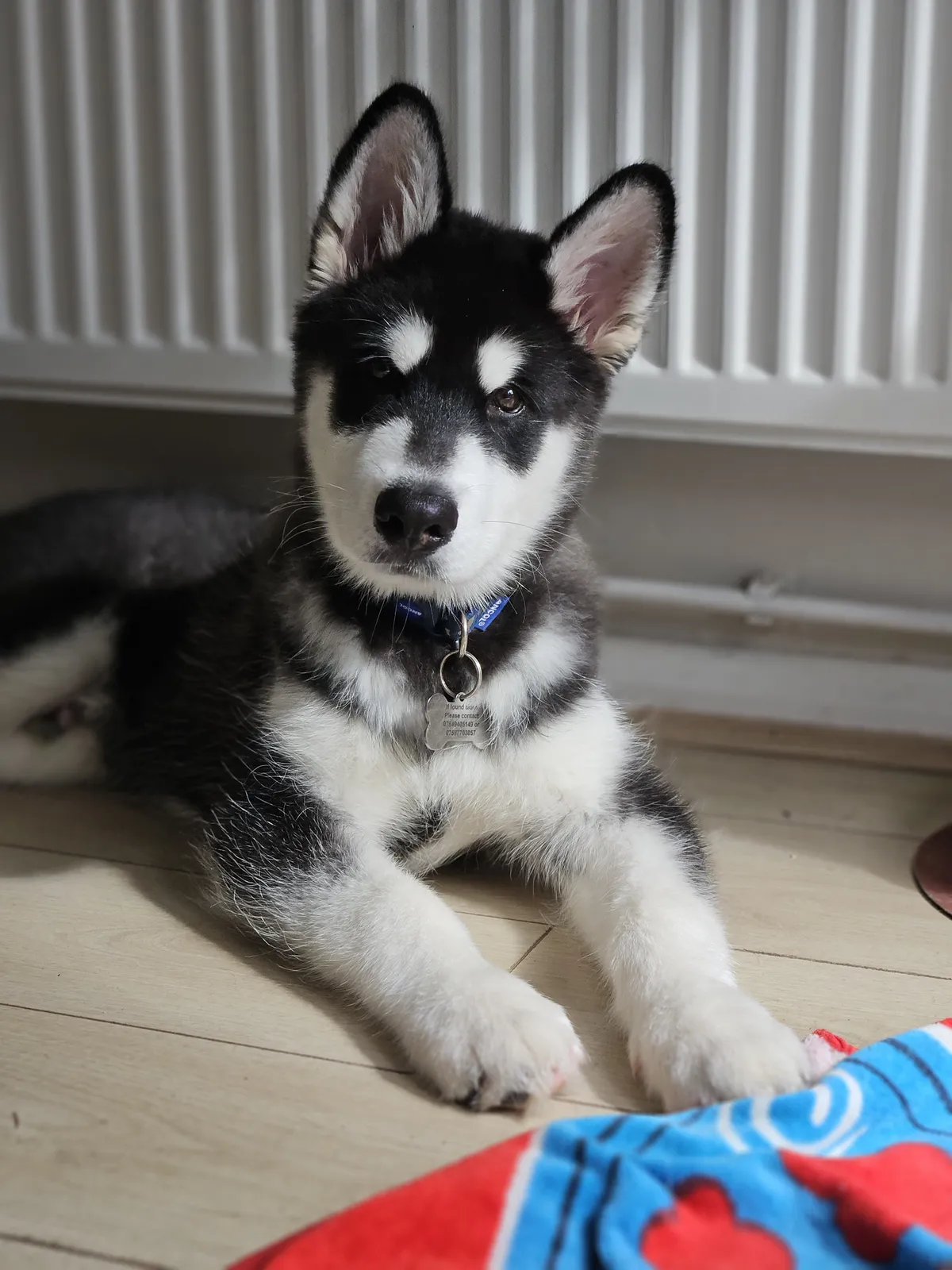 A Husky puppy lying on the floor by the radiator