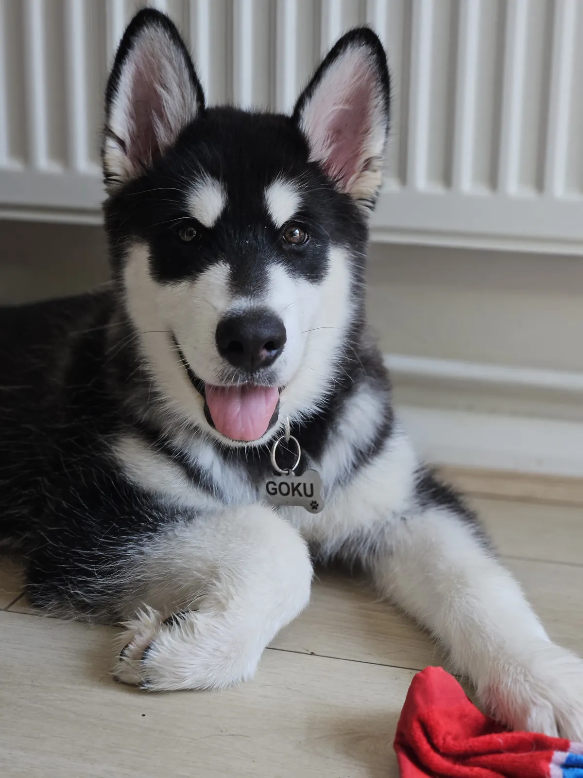A Husky puppy sitting happily, tongue out