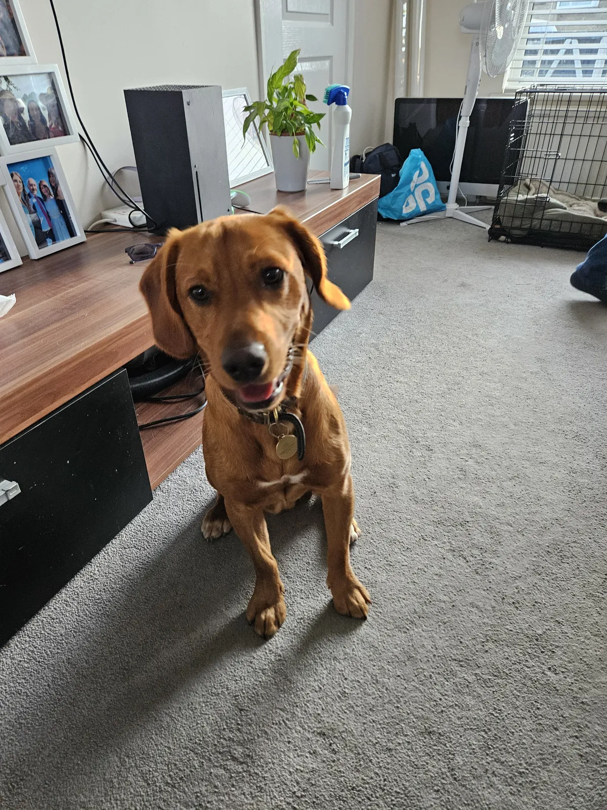 A tan dog standing in the office during daycare
