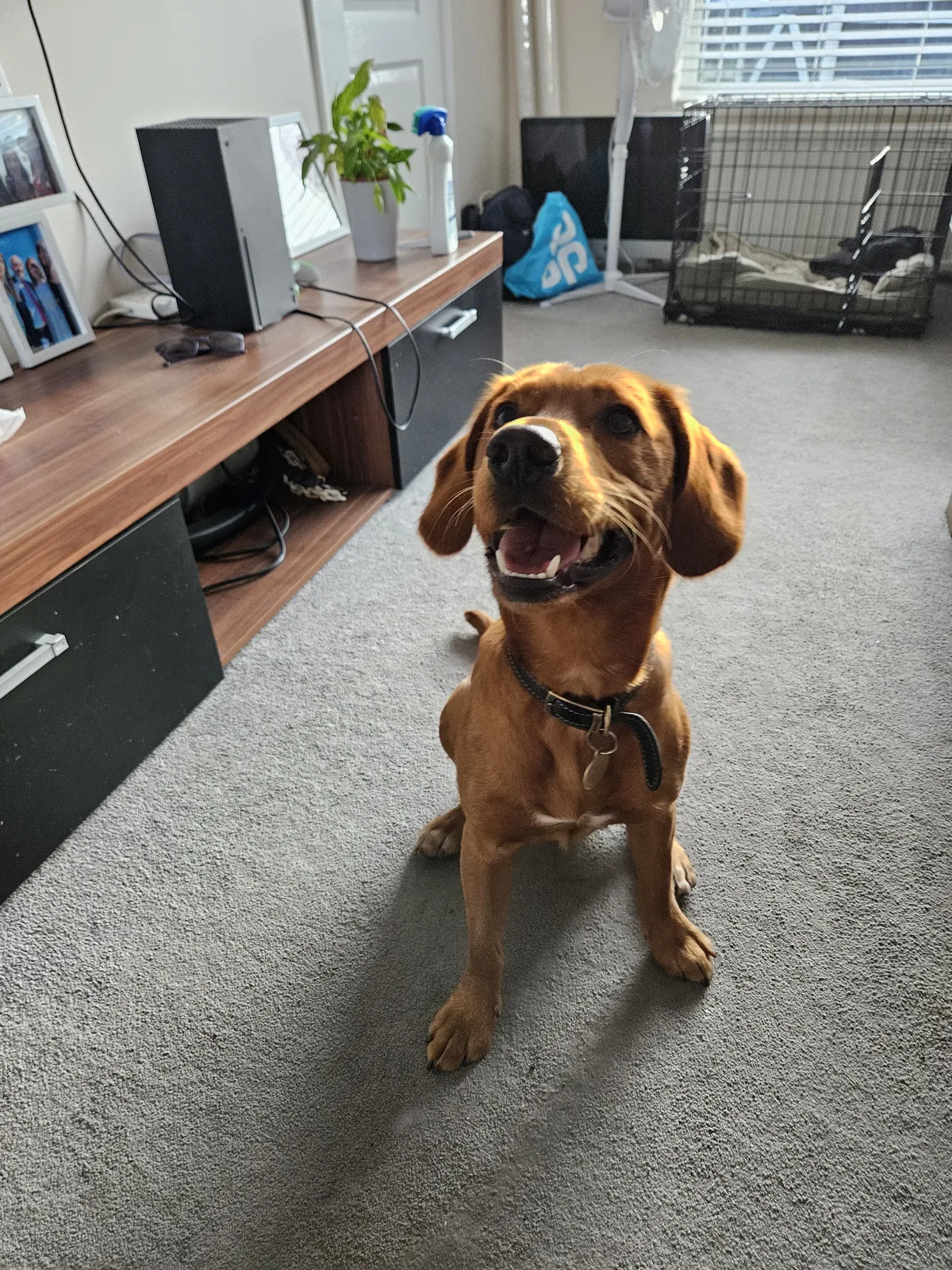 A tan dog standing calmly in the office