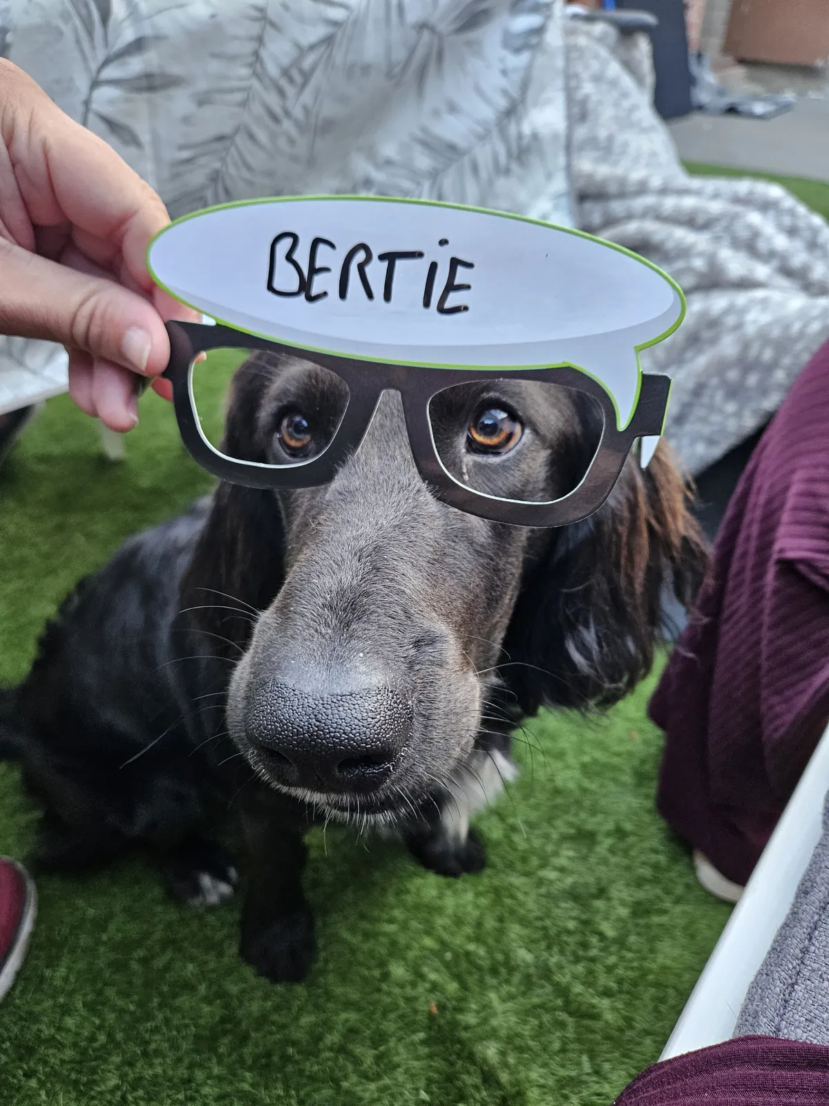 A dog wearing novelty glasses with its name on them