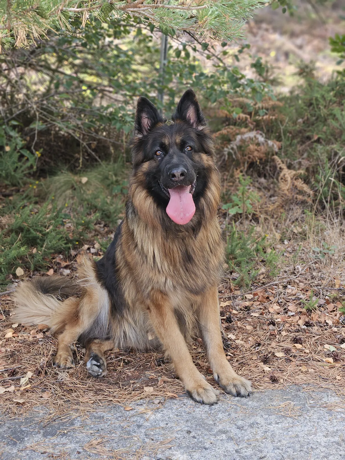 A German Shepherd sitting proudly on a woodland path