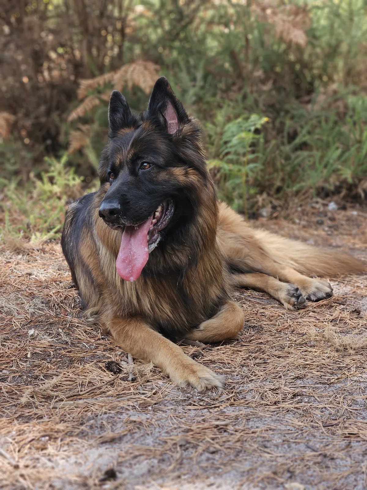 A German Shepherd lying relaxed among the pine needles