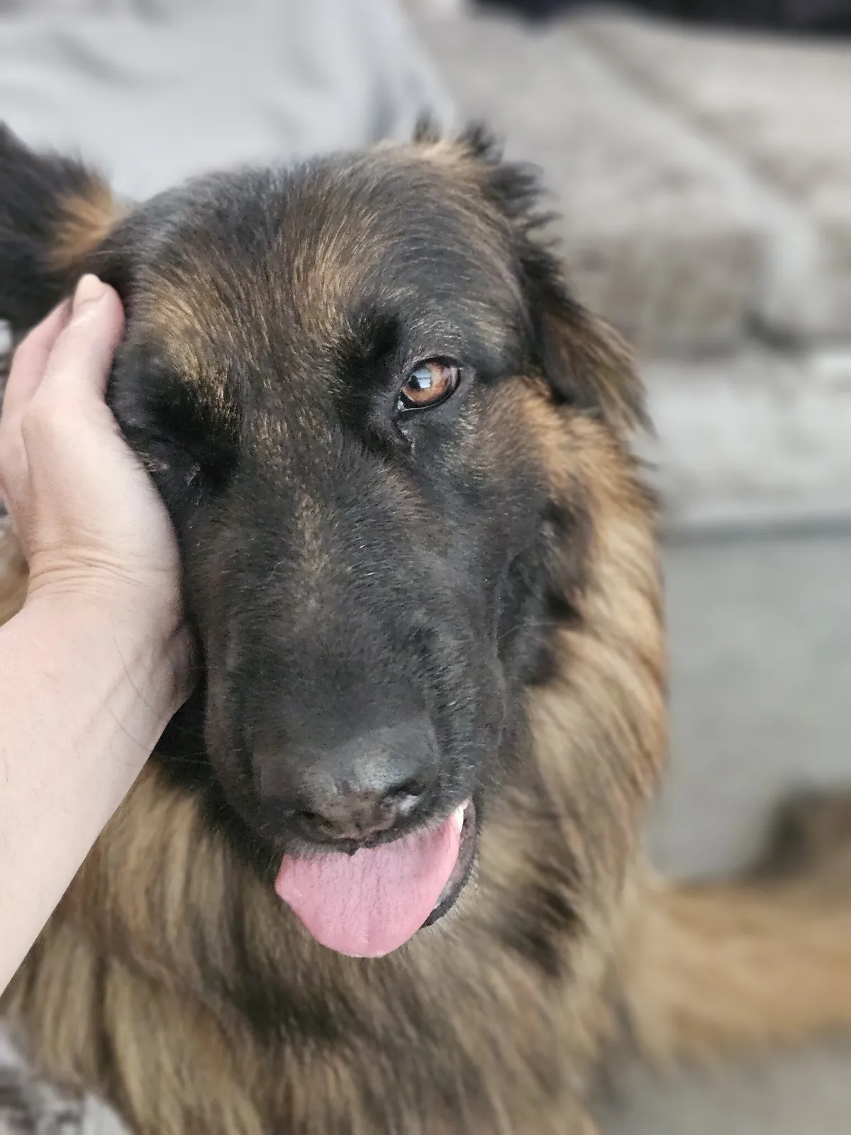 Close-up of a shaggy mixed-breed dog enjoying a stroke