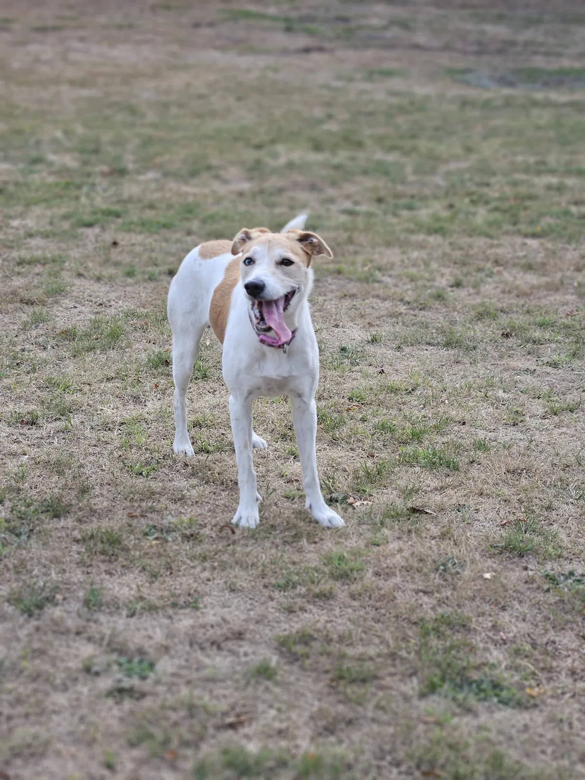 A white and tan hound standing on the grass