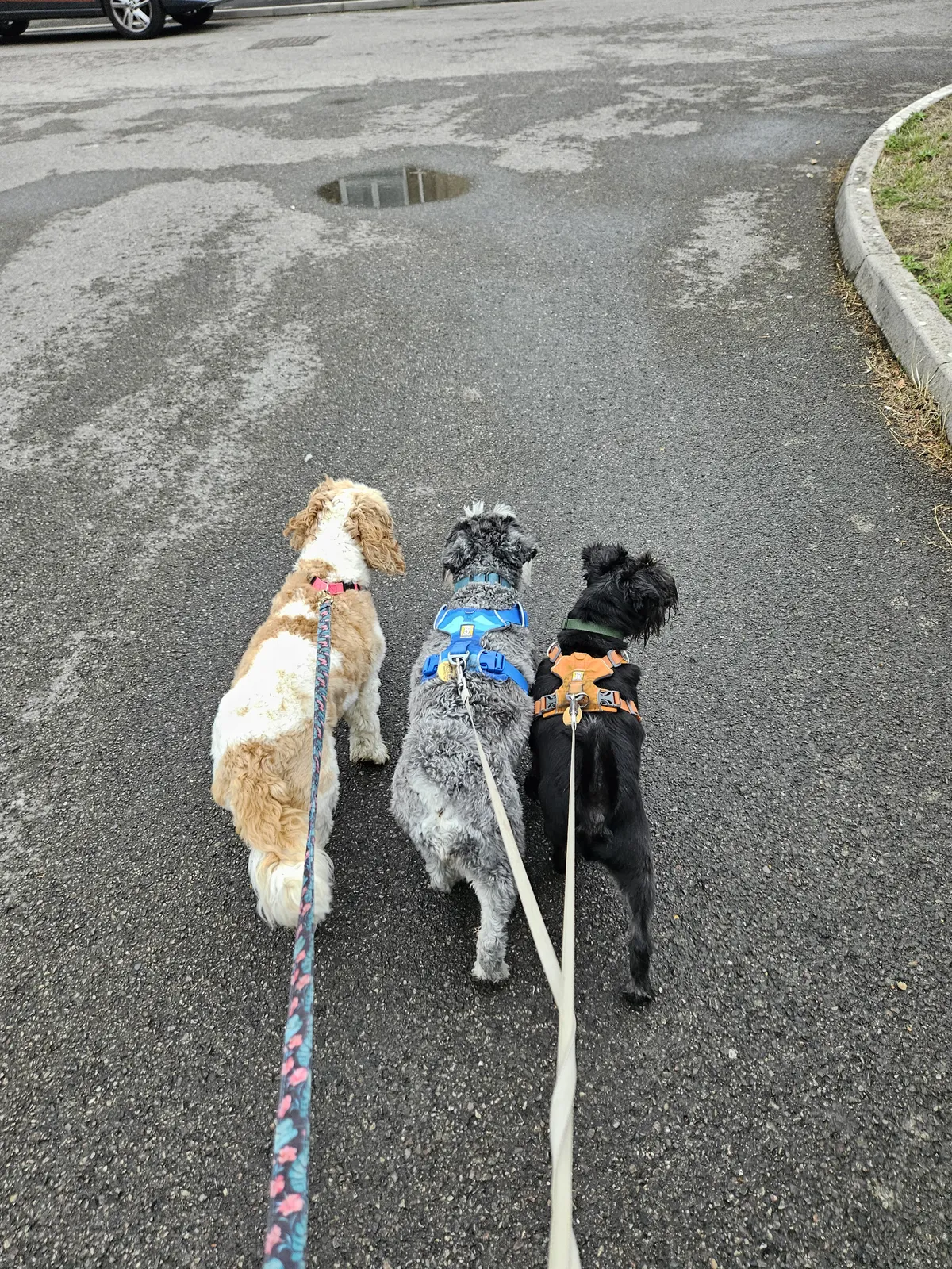 Three dogs walking together on a lead during a walk