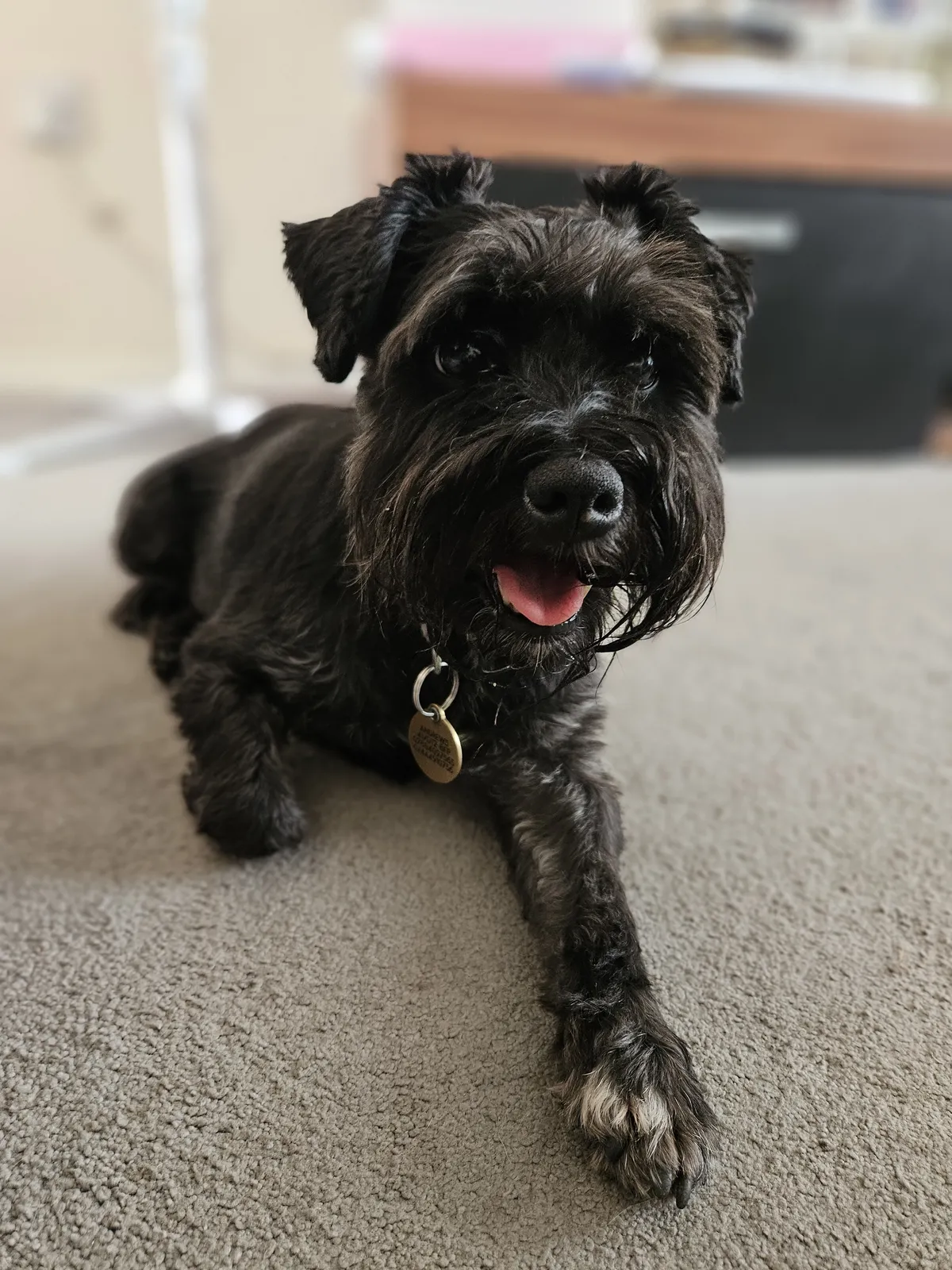 A small black shaggy terrier mix relaxing on the carpet