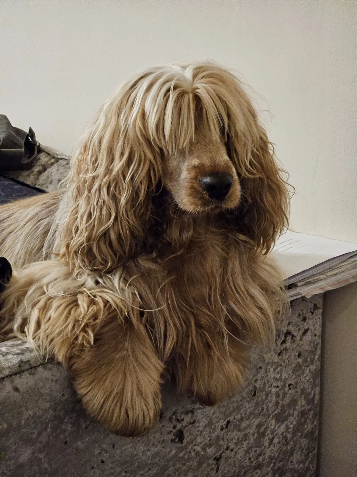 A long-haired Afghan-type dog sitting elegantly indoors