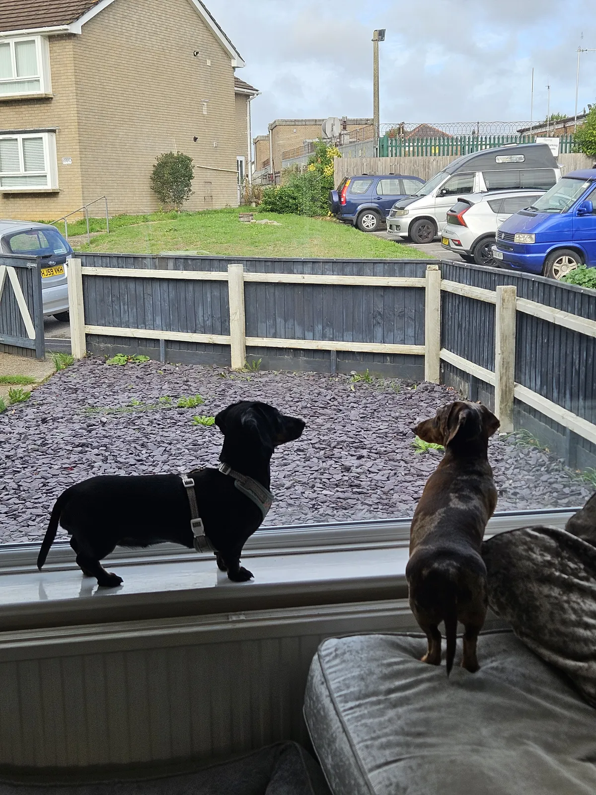 Two Dachshunds looking out of the window together