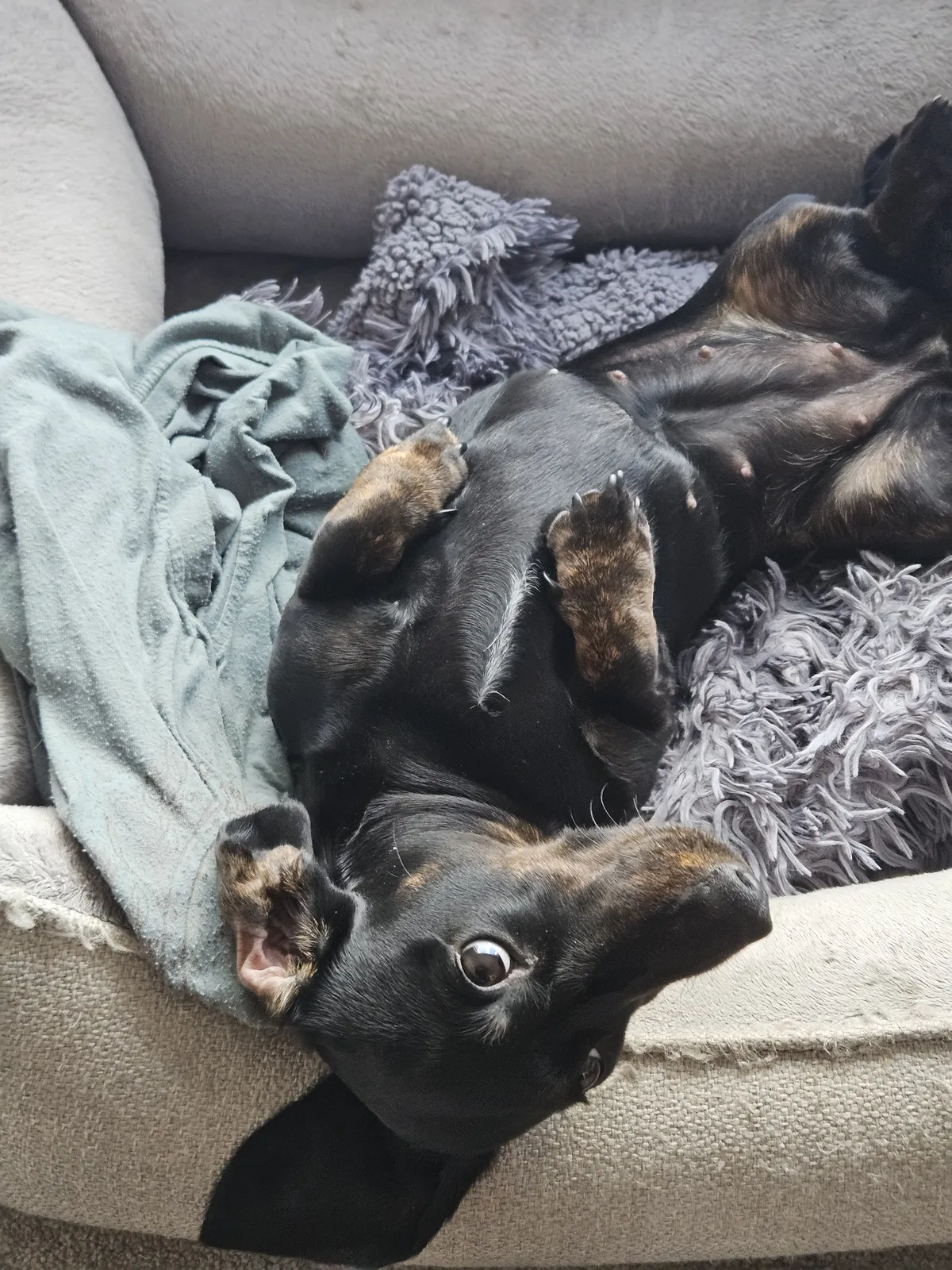 Two Dachshunds cuddled up together on a blanket