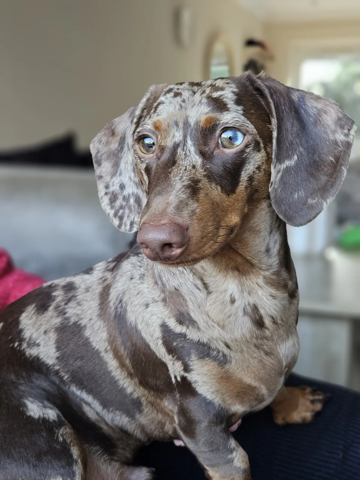 A dapple Dachshund sitting and looking at the camera